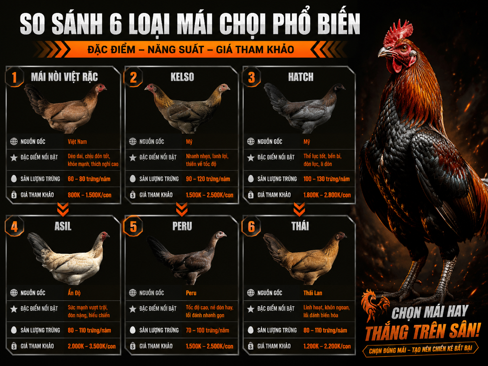 Bảng so sánh 5 dòng gà mái nòi phổ biến với đặc điểm, nguồn gốc, sản lượng trứng và giá