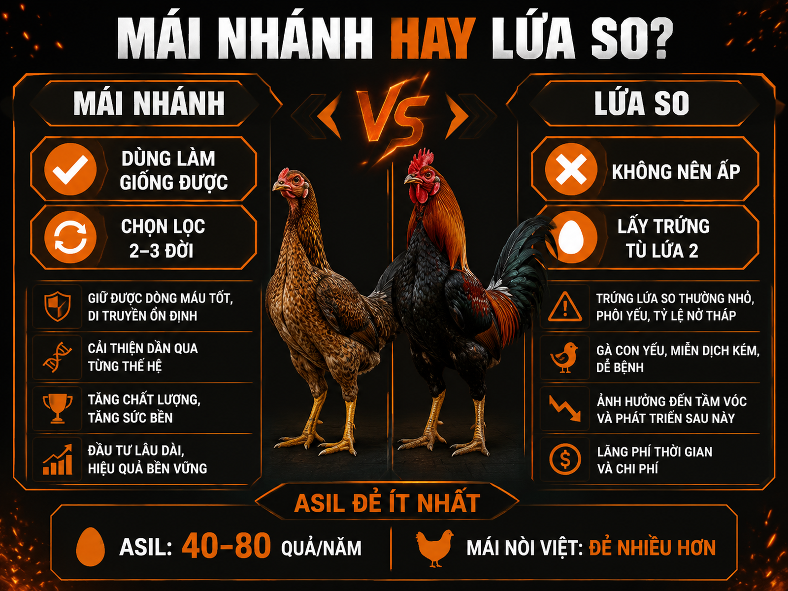 Infographic so sánh mái nhánh làm giống và trứng lứa so của gà mái nòi