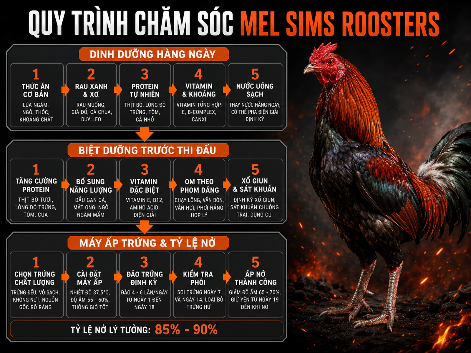 Hình minh họa quy trình chăm sóc gà Mel Sims, từ dinh dưỡng hàng ngày đến biệt dưỡng trước thi đấu, và tỷ lệ nở trứng.