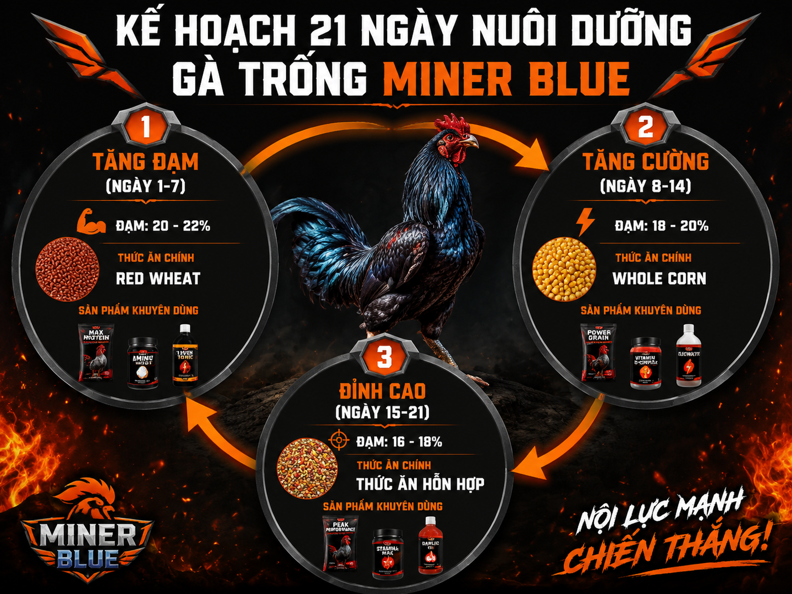Phác đồ dinh dưỡng 21 ngày cho gà Miner Blue: Tăng đạm, Tăng cường, Đỉnh cao, sản phẩm hỗ trợ, biểu đồ vòng tròn dễ hiểu