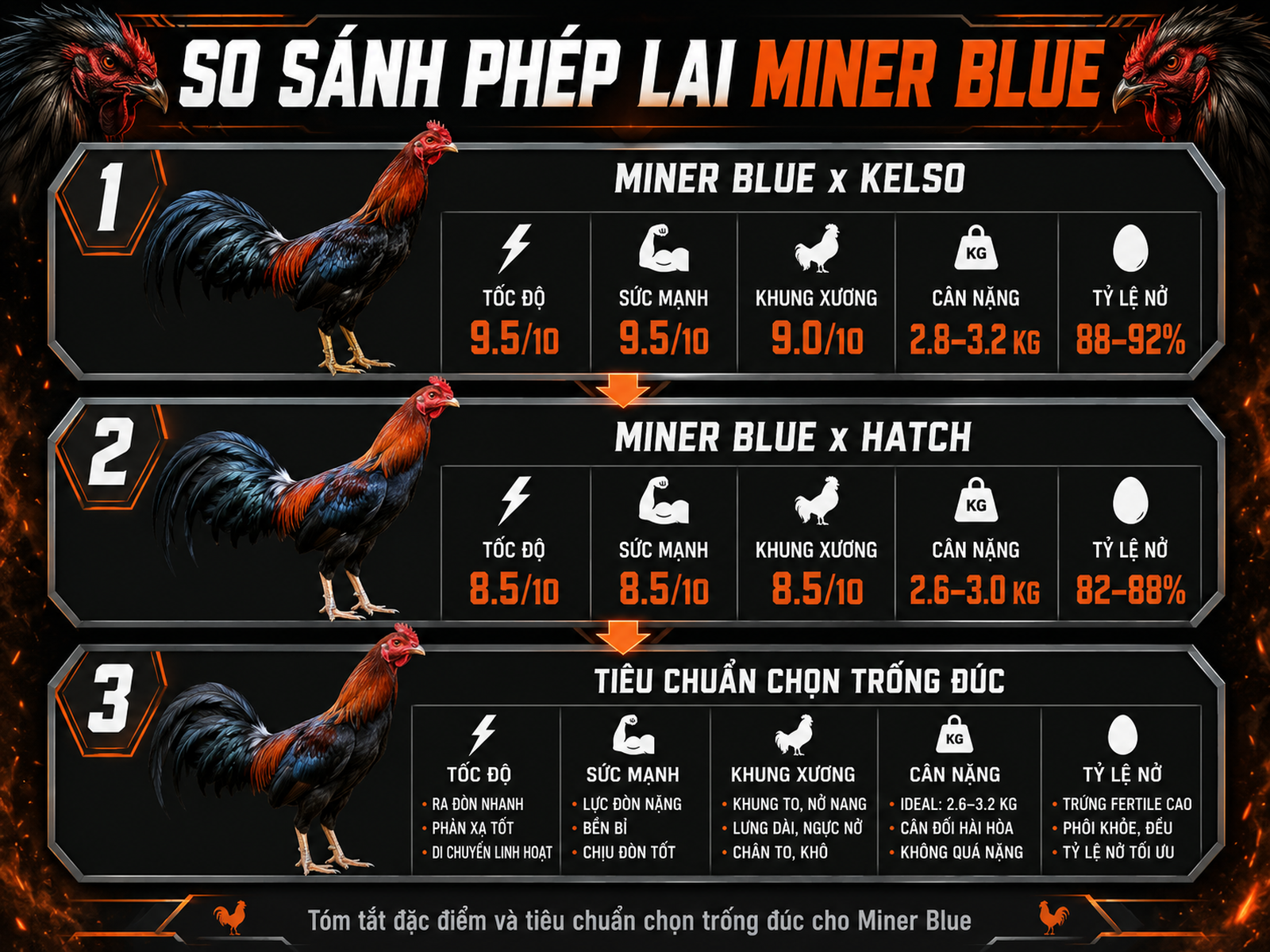Sơ đồ phân tầng so sánh phép lai Miner Blue với Kelso, Hatch và tiêu chuẩn trống đúc, minh họa gà chiến oai vệ, nhìn rõ thông tin