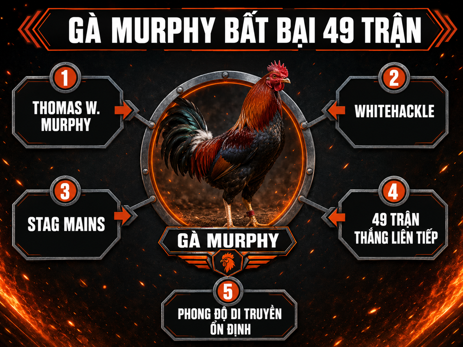 Infographic mô tả gà Murphy với 49 trận bất bại, nguồn gốc Thomas W. Murphy, Whitehackle, Stag Mains, phong độ di truyền ổn định