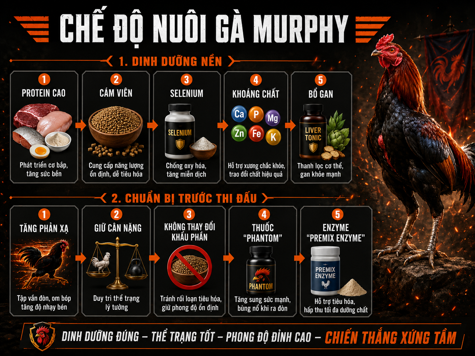 Hình minh họa infographic chế độ dinh dưỡng và tập luyện cho gà Murphy trước thi đấu, nhấn mạnh protein, khoáng chất, thuốc và enzyme
