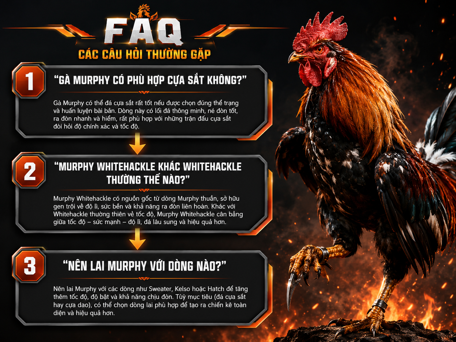 So sánh các câu hỏi thường gặp về gà Murphy với gà chiến cinematic, diagram rõ ràng, background dark charcoal