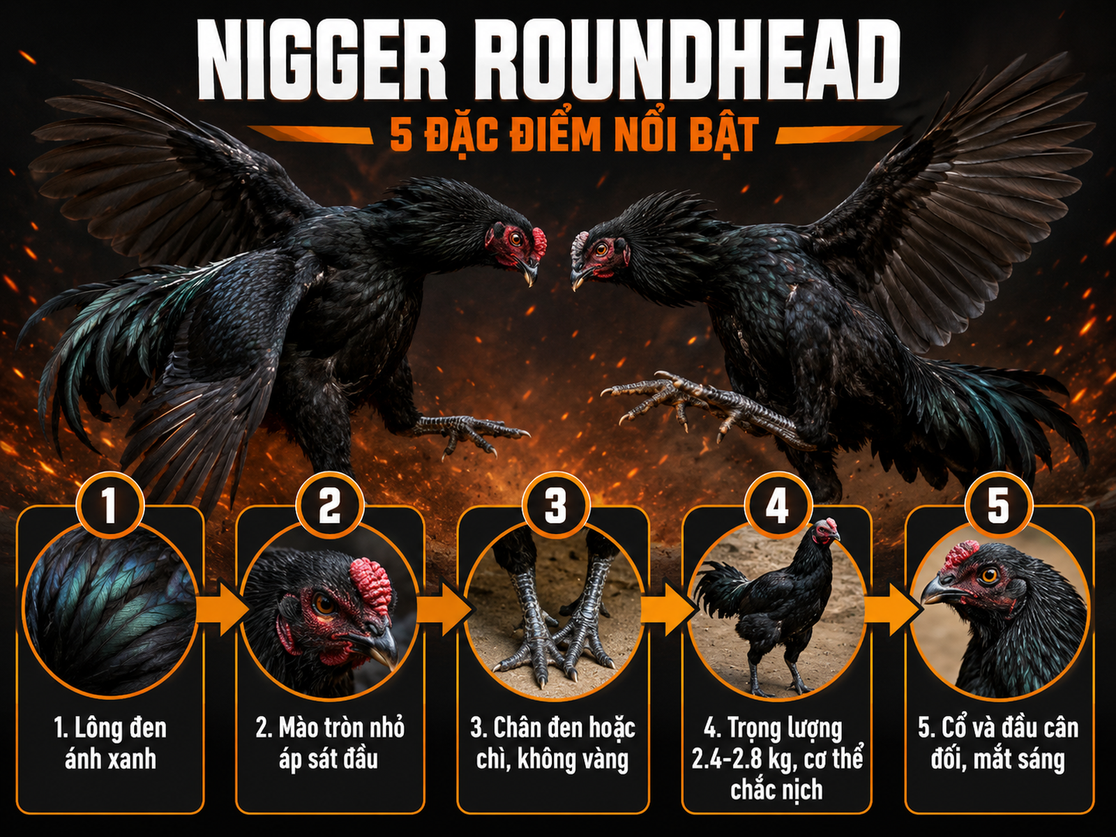 Đặc Điểm Nhận Diện Gà Nigger Roundhead Thuần Chủng