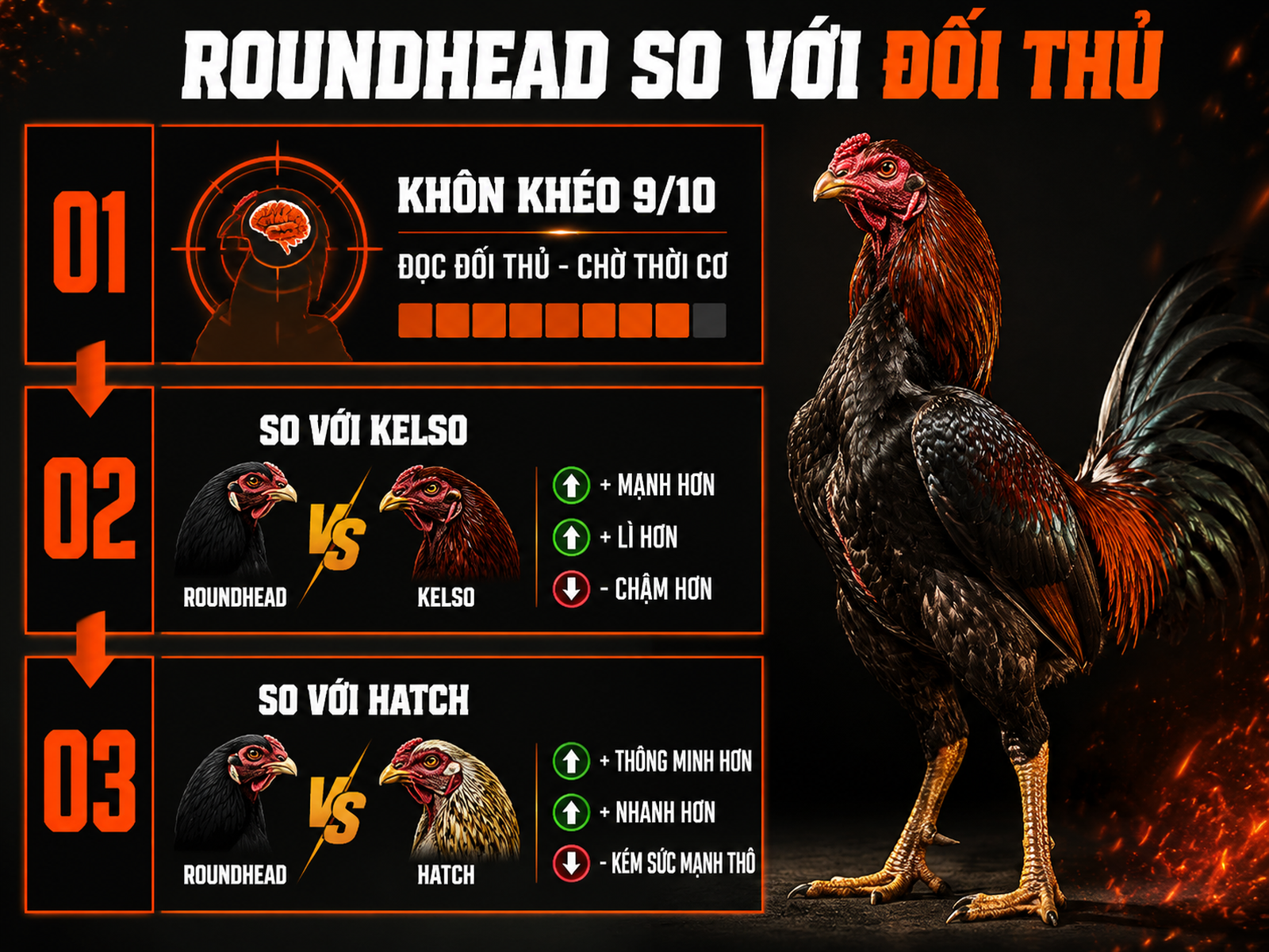 Bảng Thông Số Thi Đấu Gà Nigger Roundhead