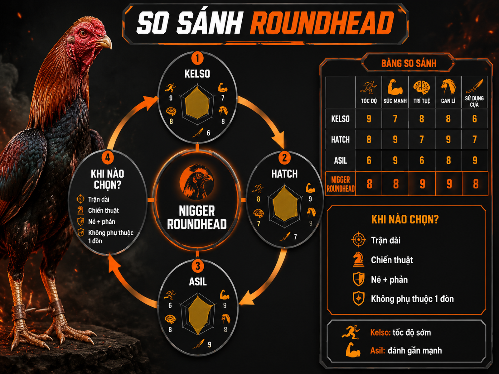So Sánh Gà Nigger Roundhead Với Các Dòng Khác