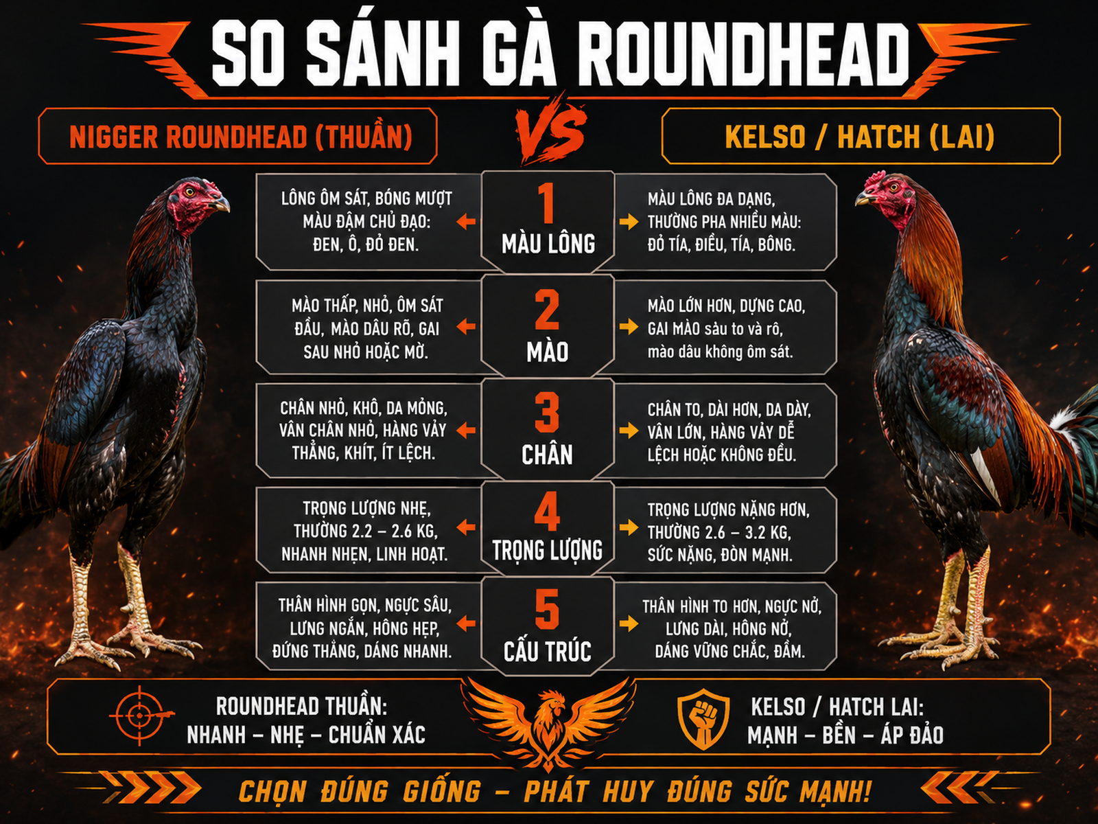 Câu Hỏi Thường Gặp Về Gà Nigger Roundhead