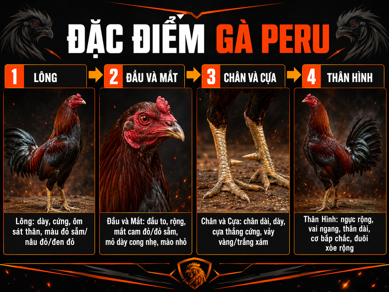 <vi SEO>Hình ảnh so sánh đặc điểm ngoại hình gà Peru rặc: lông, đầu-mắt, chân-cựa, thân hình