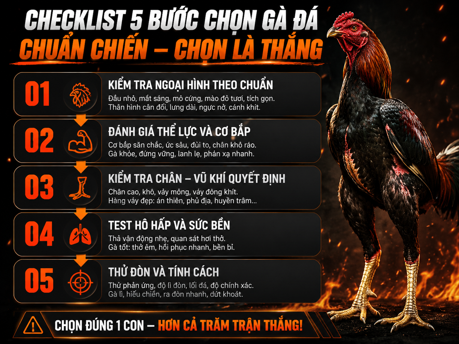 Hướng dẫn chọn mua gà Peru chất lượng theo 5 bước trực quan, với hình gà chiến oai vệ, dễ đọc.