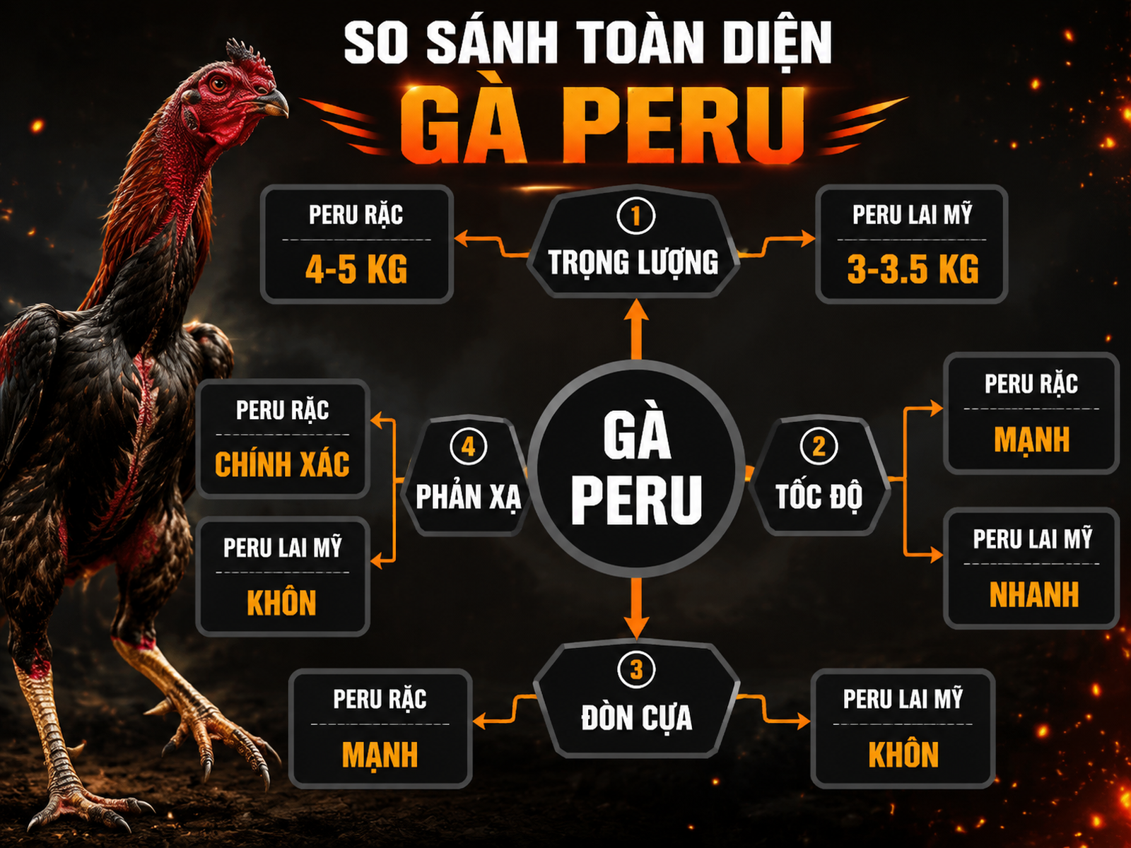 So sánh chi tiết đặc điểm gà Peru rặc và Peru lai Mỹ cho người nuôi, trọng lượng, tốc độ, cựa, phản xạ.