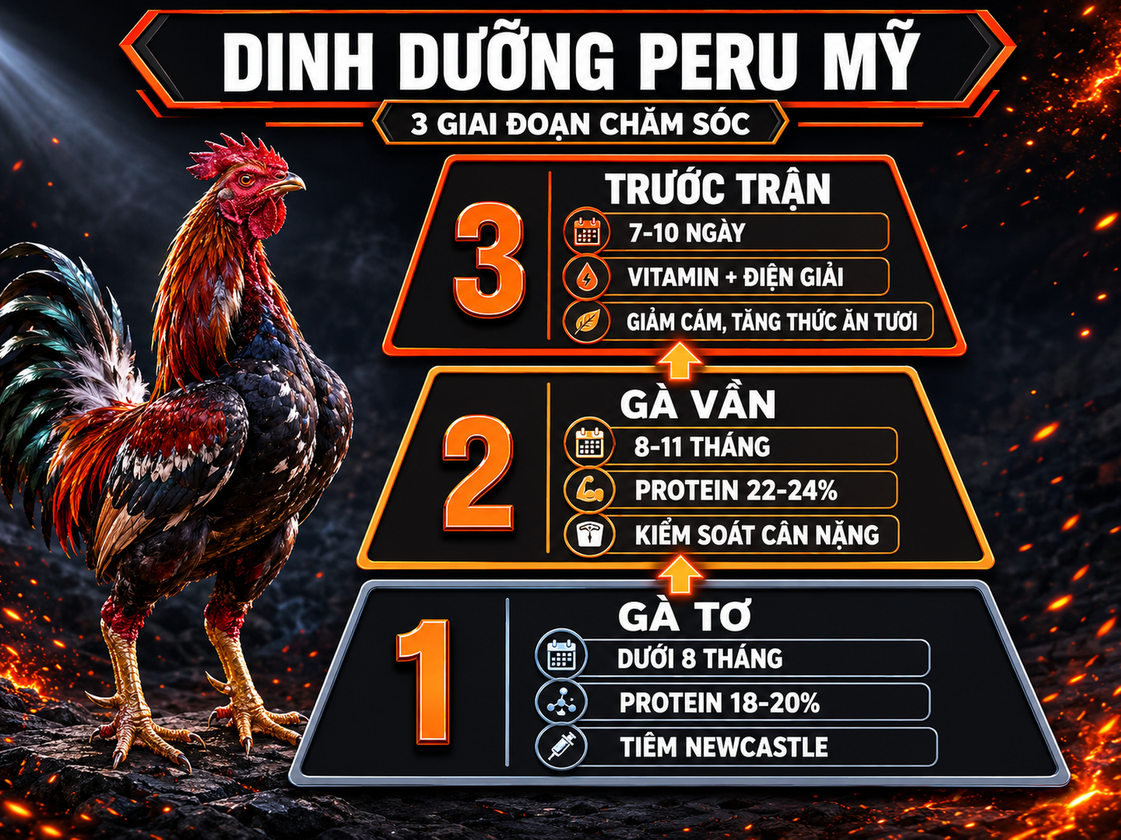 Infographic tháp dinh dưỡng và chăm sóc gà Peru Mỹ theo 3 giai đoạn nuôi chiến kê