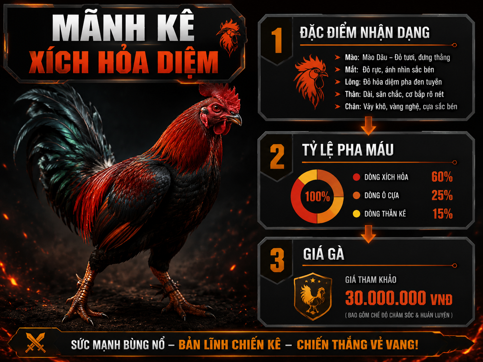 So sánh đặc điểm nhận dạng, tỷ lệ pha máu và giá Gà Peru Mỹ, giúp chọn gà chiến chuẩn