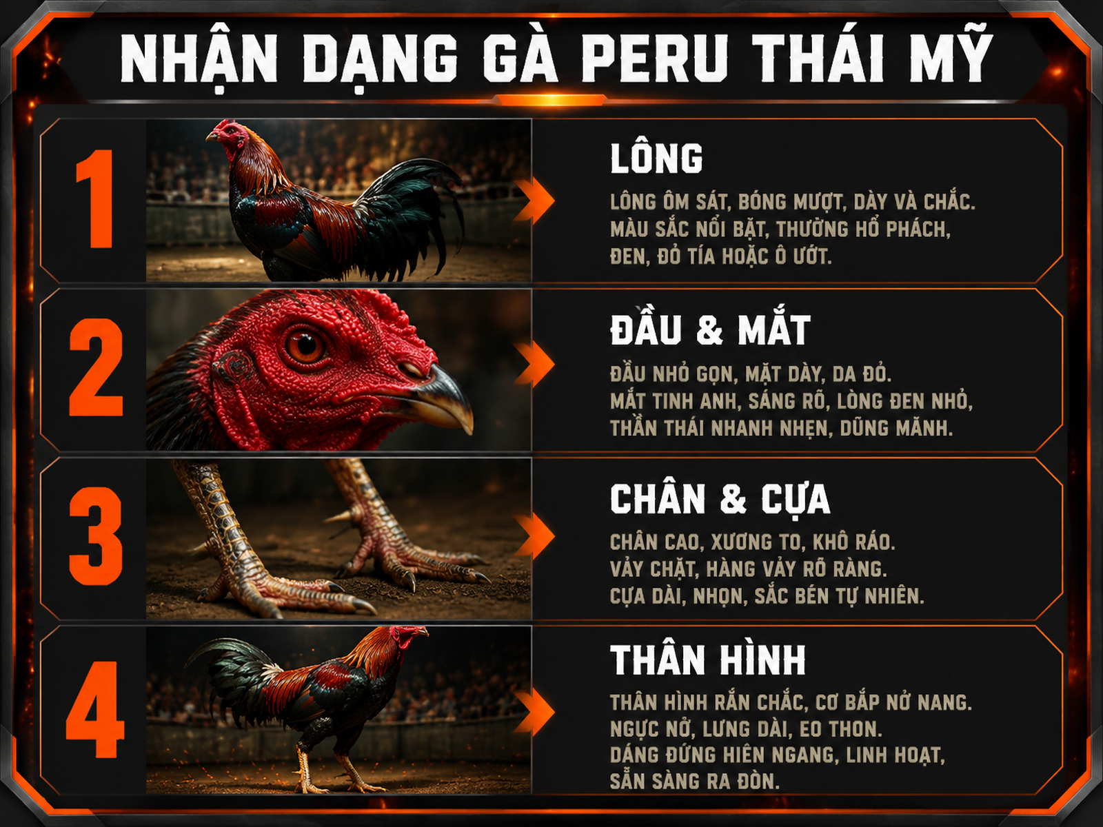 Minh hoạ so sánh 4 đặc điểm nhận dạng gà Peru Thái Mỹ chuẩn 3 máu, visual rõ ràng, số bước đánh số dọc, phong cách mạnh mẽ, poster gà chiến