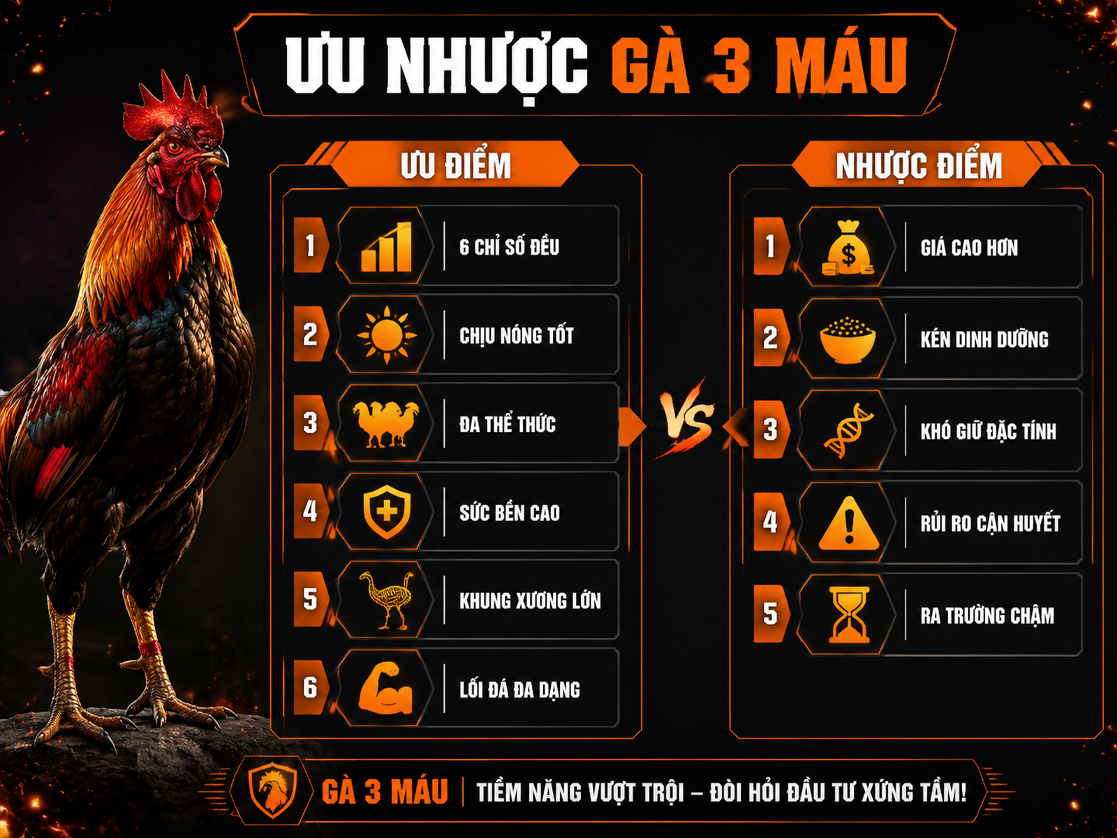 Infographic ưu điểm và nhược điểm thực tế của gà Peru Thái Mỹ 3 dòng máu khi nuôi tại Việt Nam