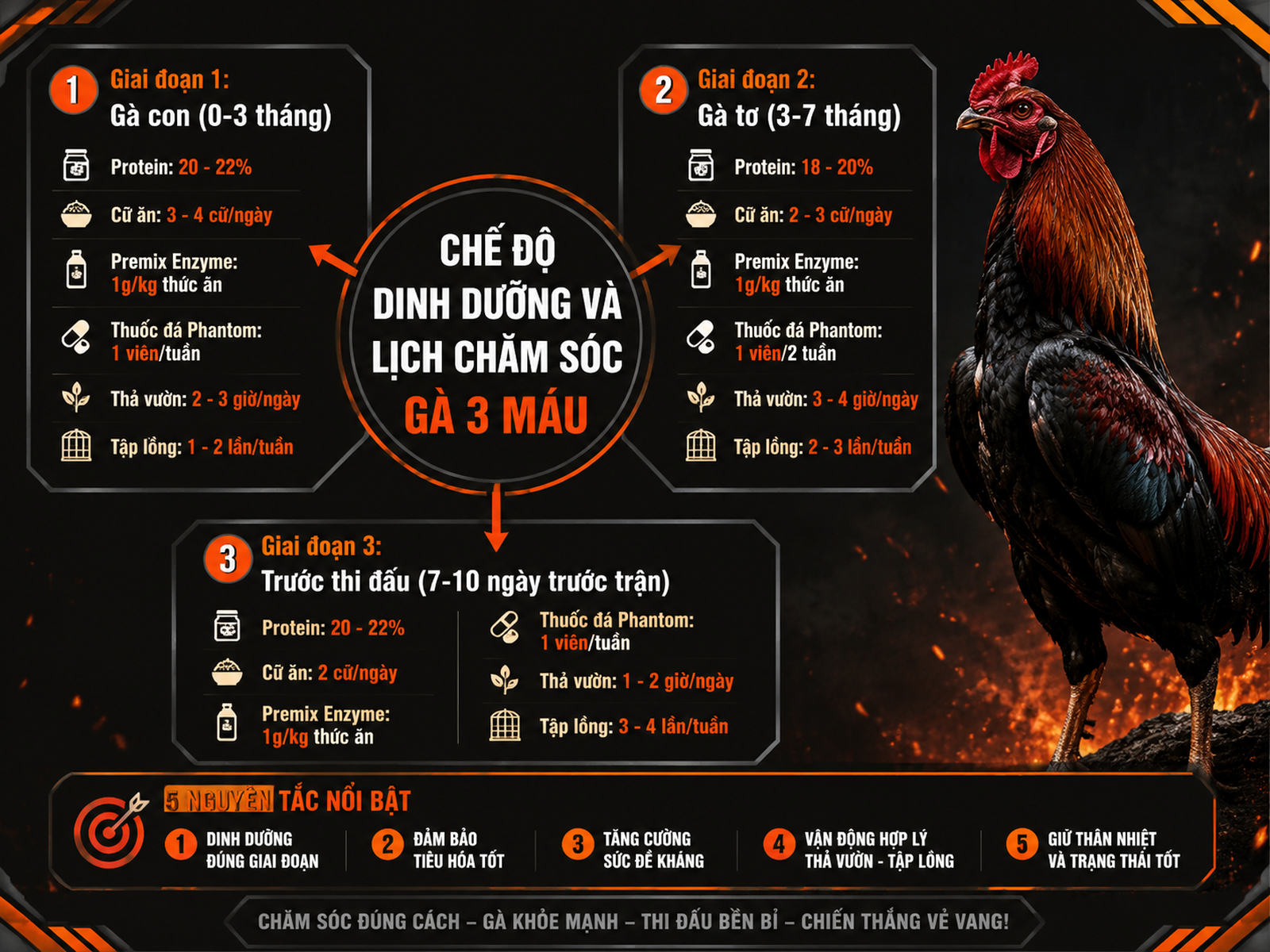 Infographic chế độ dinh dưỡng và lịch chăm sóc gà 3 máu Peru Thái Mỹ, từng giai đoạn rõ ràng
