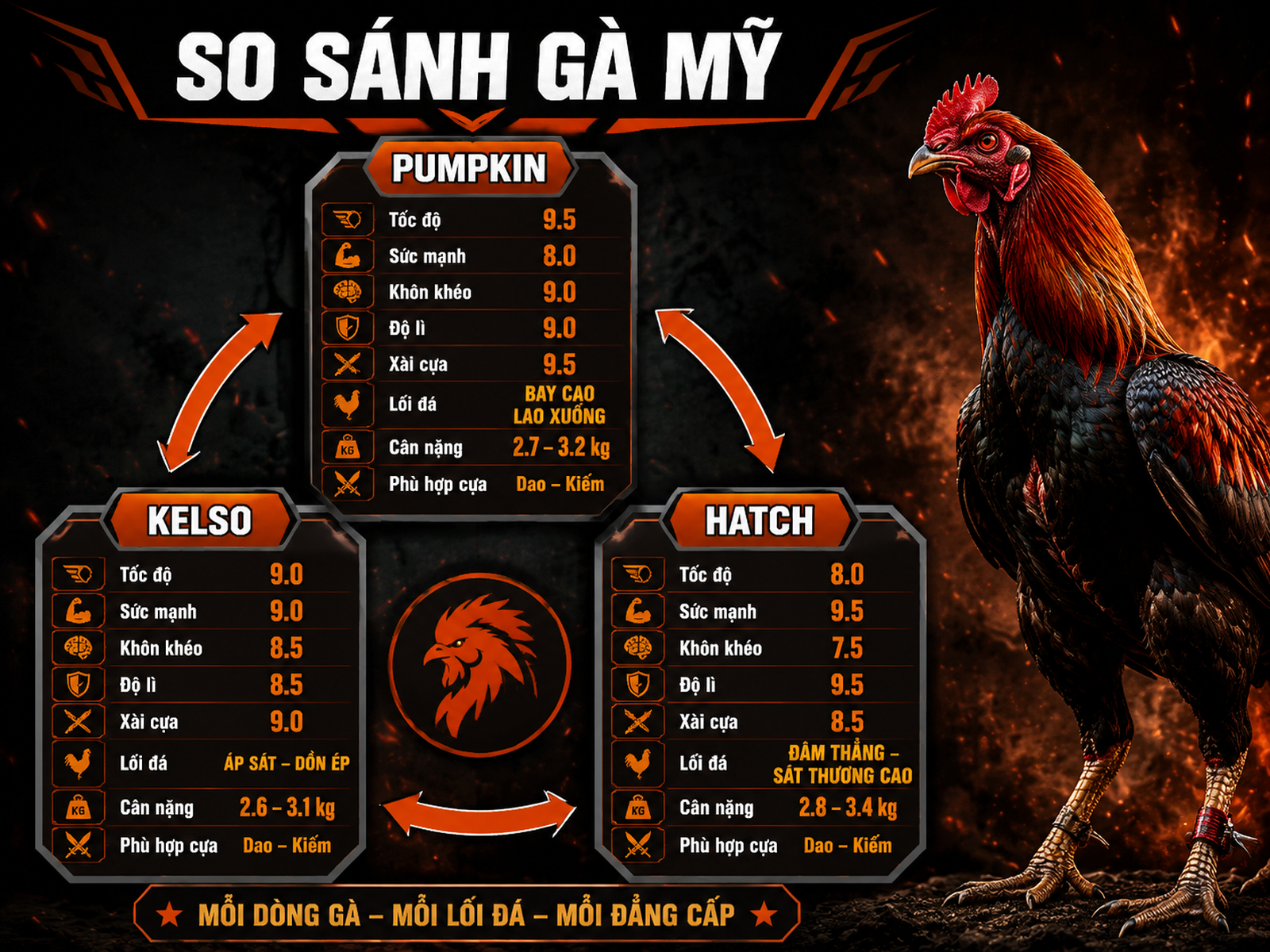 So sánh trực quan các dòng gà Mỹ Pumpkin, Kelso, Hatch cho sư kê, tóm tắt chỉ số, lối đá và phù hợp cựa