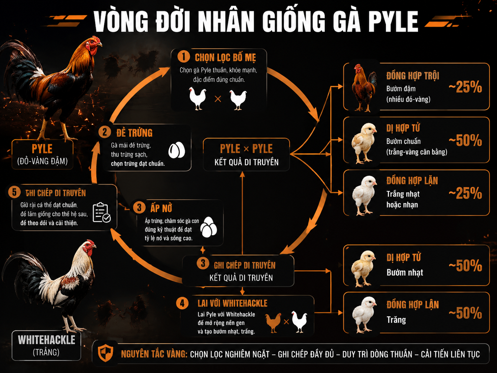 <vi SEO>Vòng đời nhân giống gà Pyle với bảng tỷ lệ gen bướm bất toàn và biểu hiện màu minh hoạ các bước phối, ấp trứng, chọn trống mái.</vi>