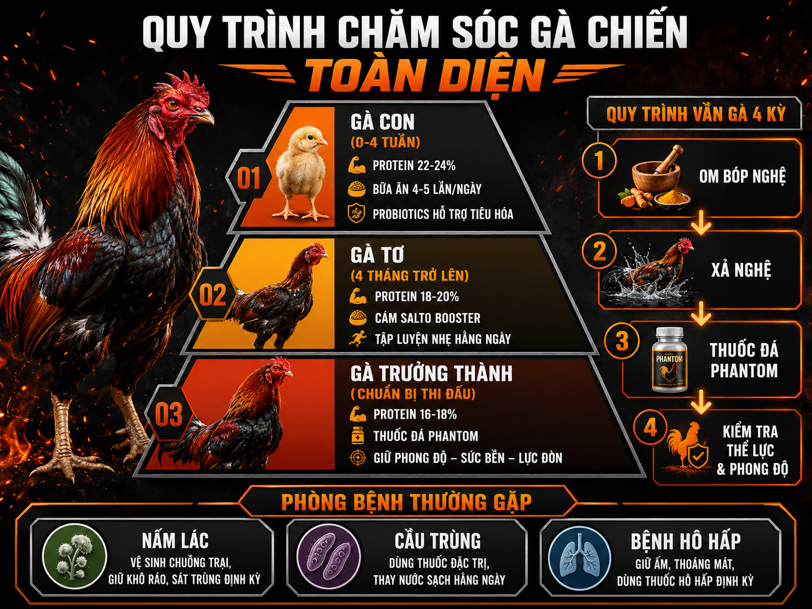 Infographic hướng dẫn dinh dưỡng, vần gà và phòng bệnh gà Pyle Việt Nam