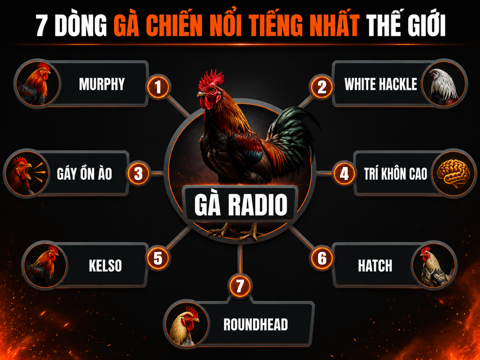 Diagram nguồn gốc và đặc điểm gà Radio Mỹ với nhánh Murphy, White Hackle, và so sánh dòng khác