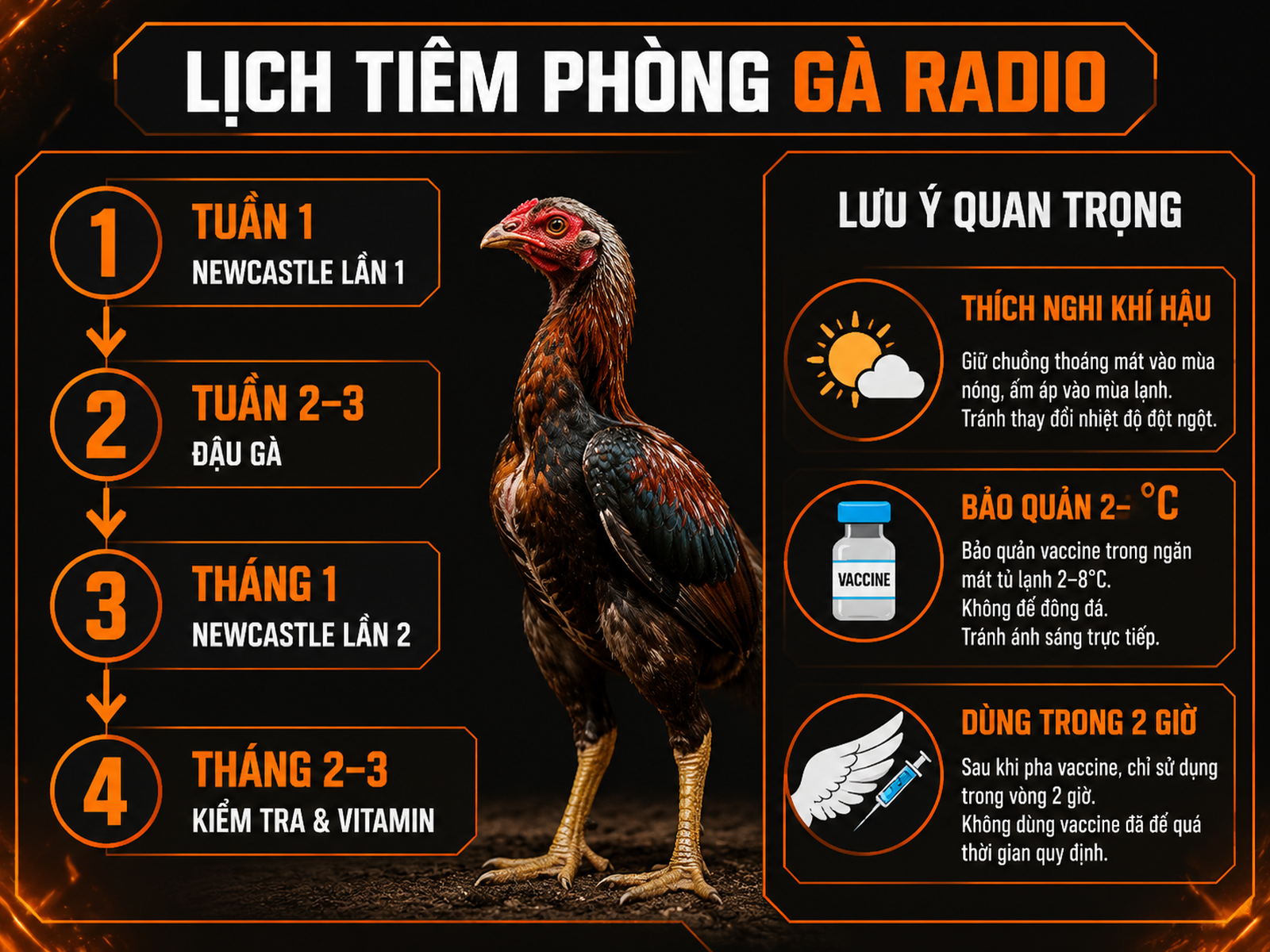 Infographic lịch tiêm phòng vắc xin cho gà Radio con, các mốc Newcastle, đậu gà và bảo quản vắc xin đúng cách.