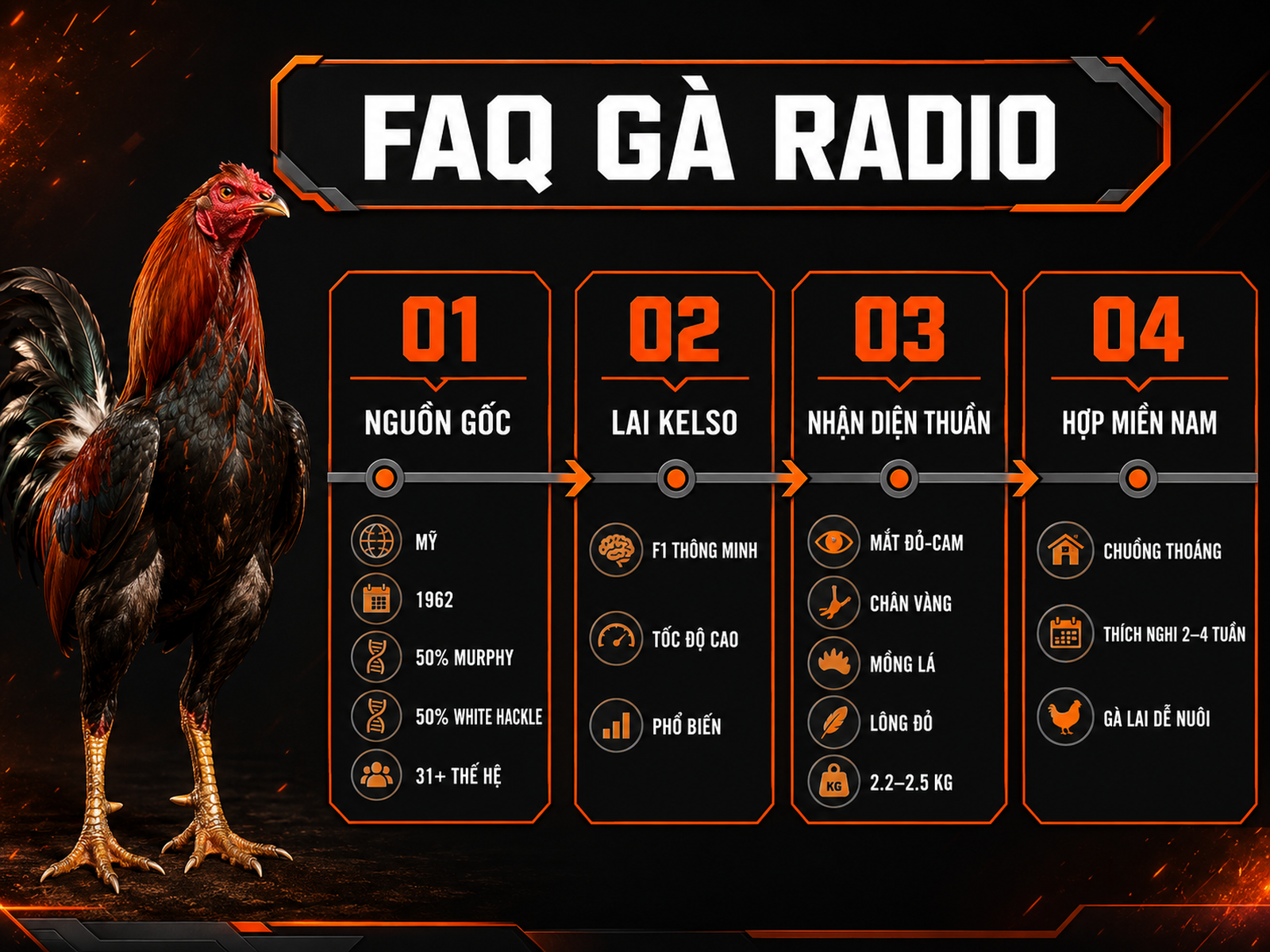 Infographic câu hỏi thường gặp về gà Radio: nguồn gốc, lai Kelso, đặc điểm nhận diện và khả năng thích nghi khí hậu Việt Nam.