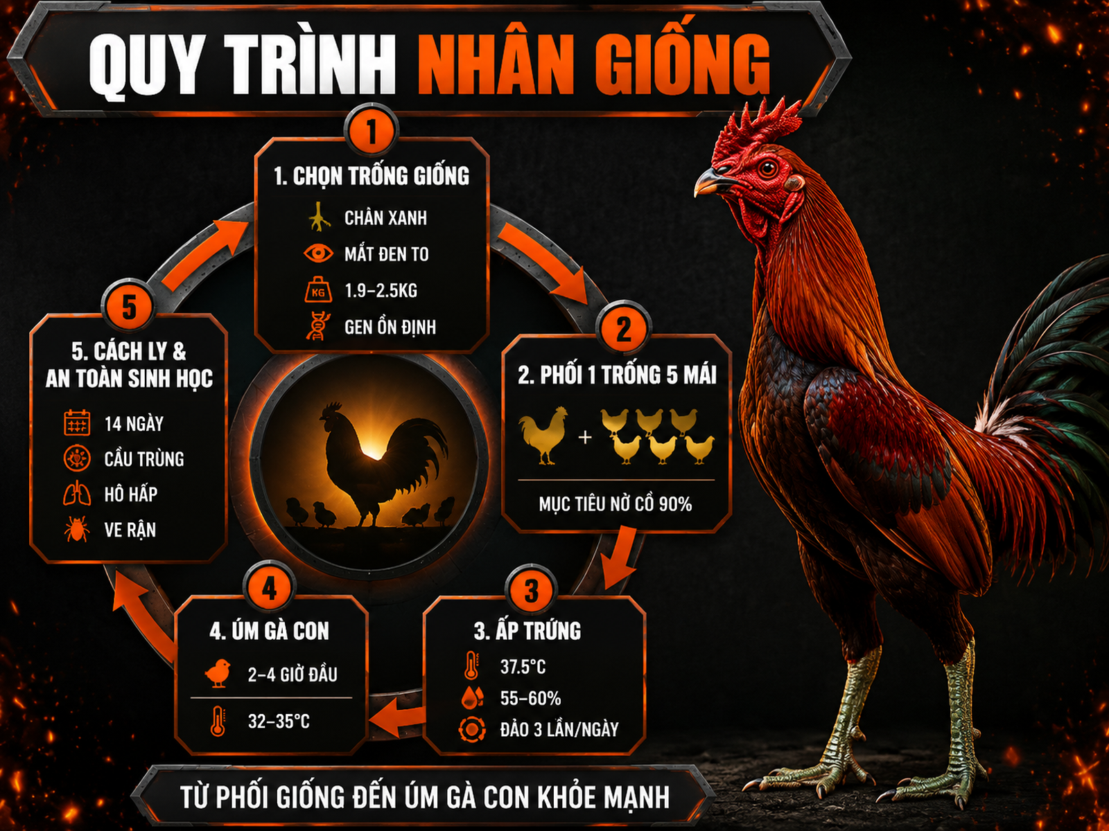 Infographic quy trình nhân giống Red Quill gồm phối giống, ấp trứng, úm gà con và an toàn sinh học