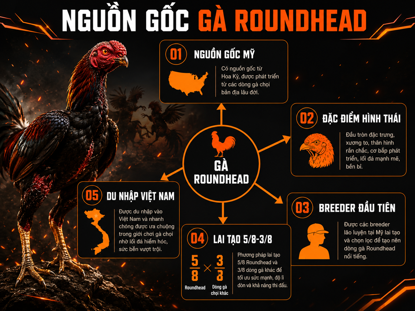 Minh họa sơ đồ nguồn gốc và lai tạo gà Roundhead, gà chiến, hộp sọ tròn, mào hạt đậu, nhập khẩu Việt Nam
