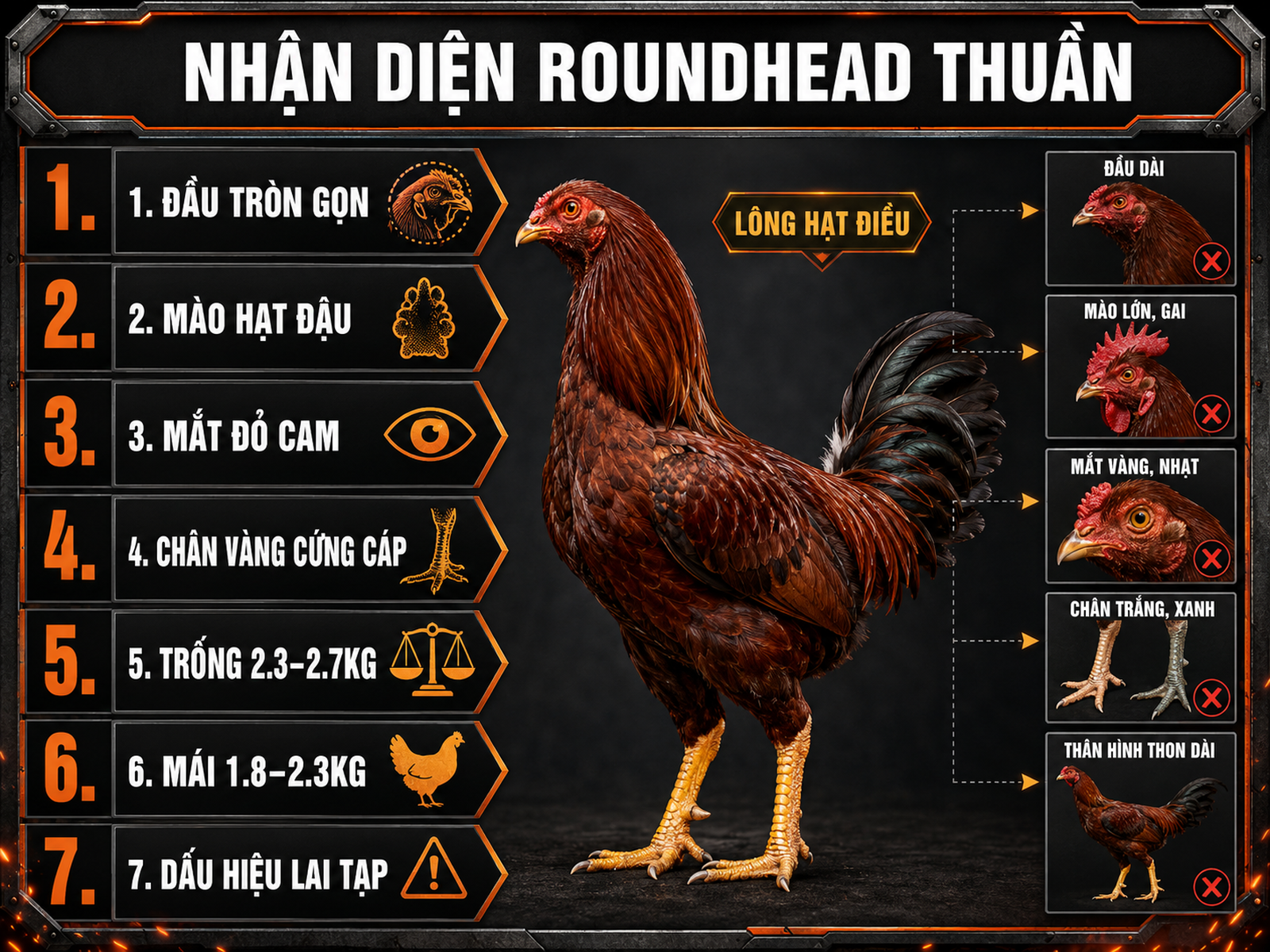 Infographic nhận diện gà Roundhead thuần chủng qua đầu tròn, mào hạt đậu, mắt đỏ cam, chân vàng và phân biệt với gà lai.