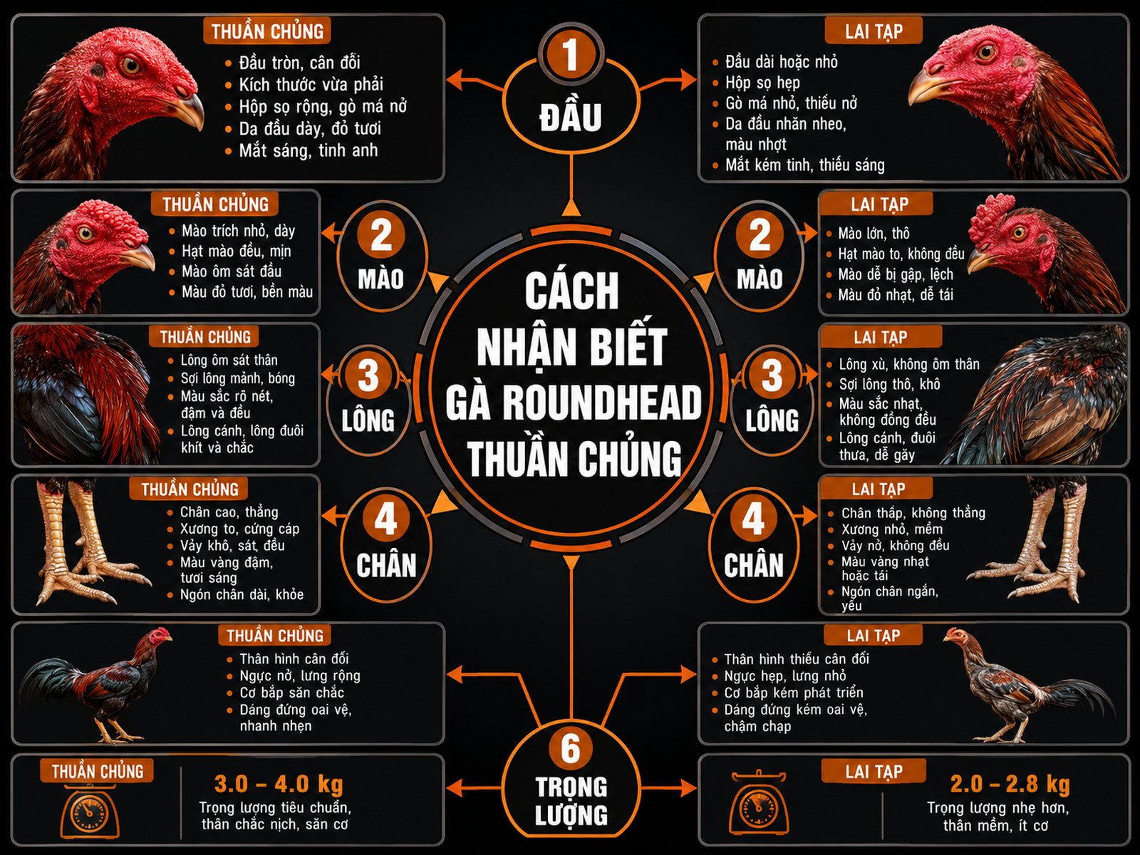 So sánh dấu hiệu gà Roundhead thuần chủng và lai tạp, đầu tròn, mào hạt đậu, lông đồng đều, chân vàng, thân compact, trọng lượng đúng khung