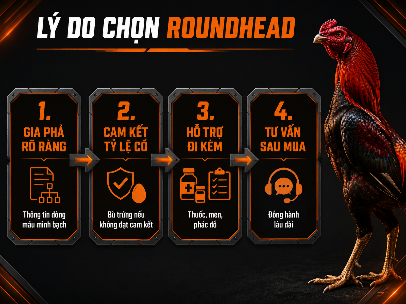 Infographic lý do chọn gà Roundhead với gia phả rõ ràng, cam kết tỷ lệ cồ, hỗ trợ và tư vấn sau mua