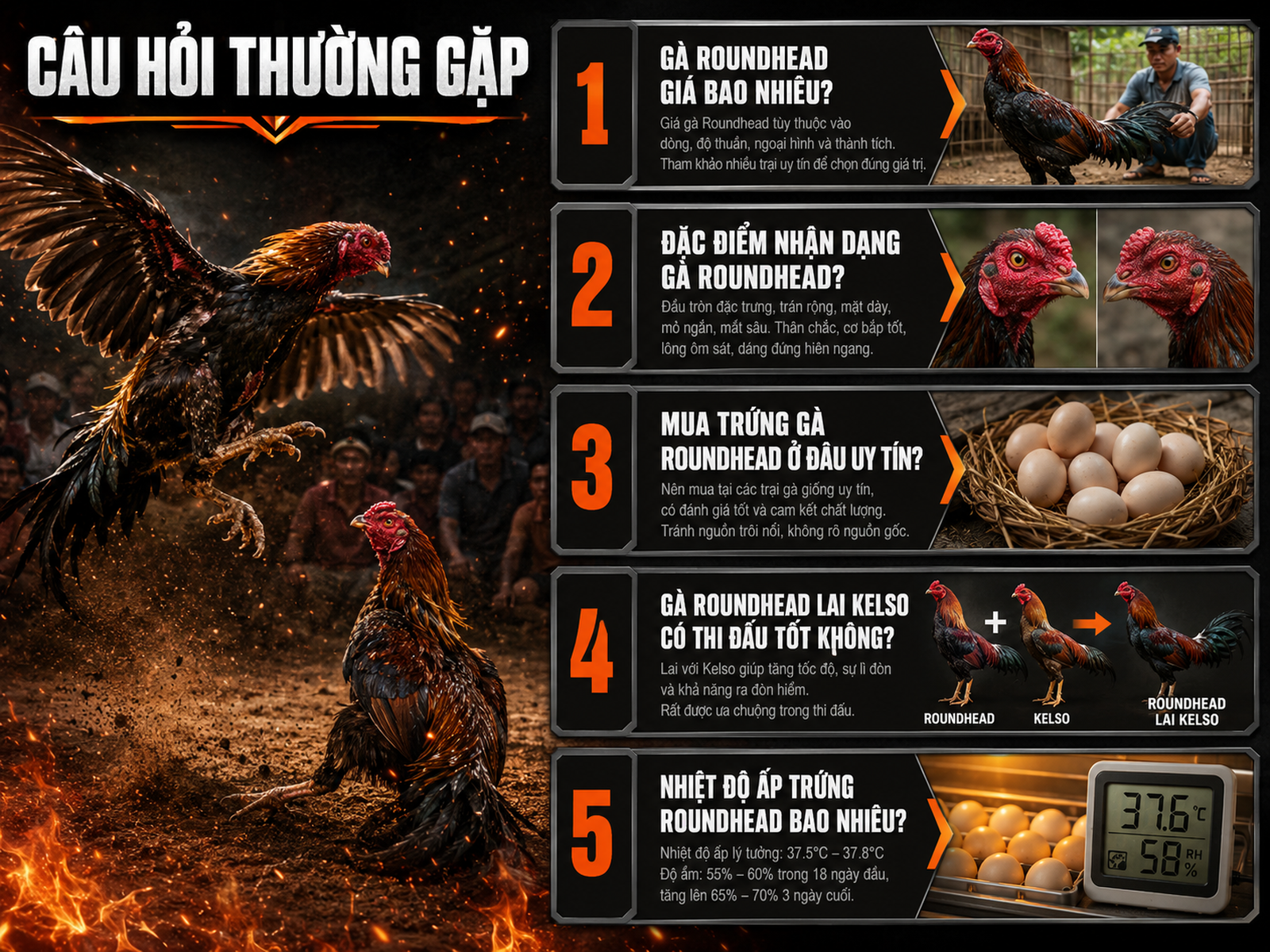 Infographic thông tin Câu hỏi thường gặp về gà Roundhead: giá, đặc điểm, nơi mua, lai Kelso, nhiệt độ ấp