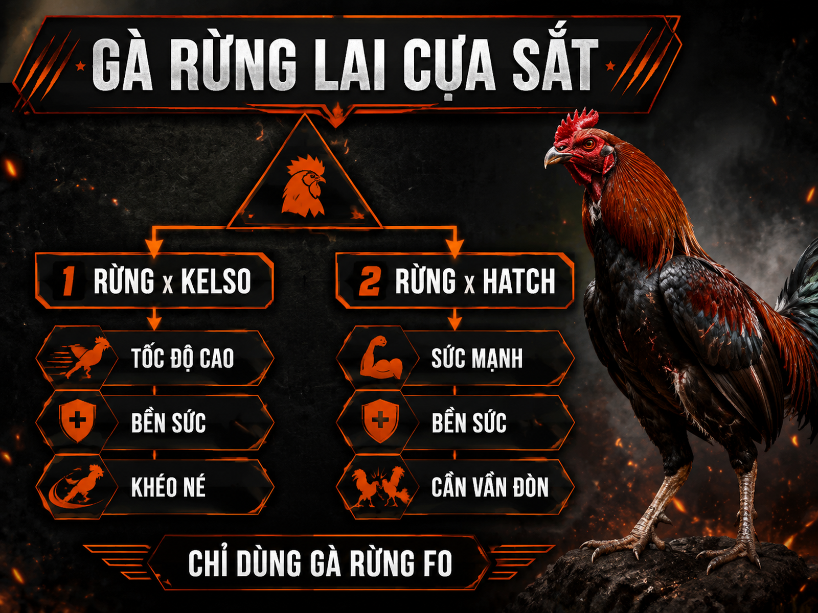 So sánh đặc điểm Gà rừng lai cựa sắt F1, nhấn mạnh lựa chọn giống Rừng x Kelso và Rừng x Hatch