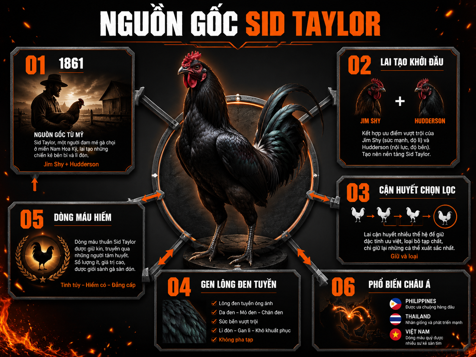 Infographic nguồn gốc lịch sử gà Sid Taylor Black và quá trình lai tạo dòng máu đen tuyền
