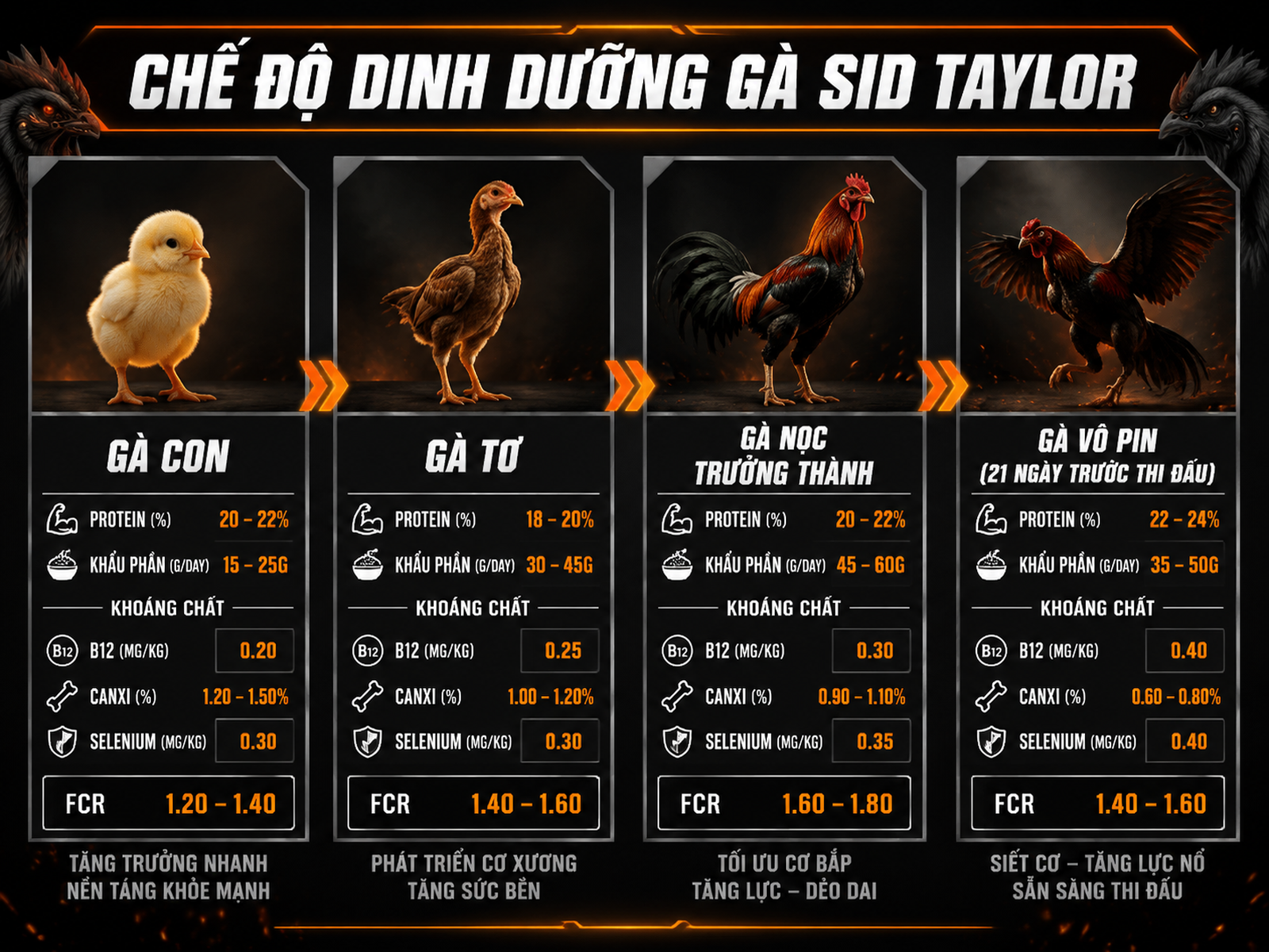 <vi>Infographic chế độ ăn và chăm sóc gà Sid Taylor từng giai đoạn, thông tin protein, khẩu phần, khoáng chất và FCR</vi>