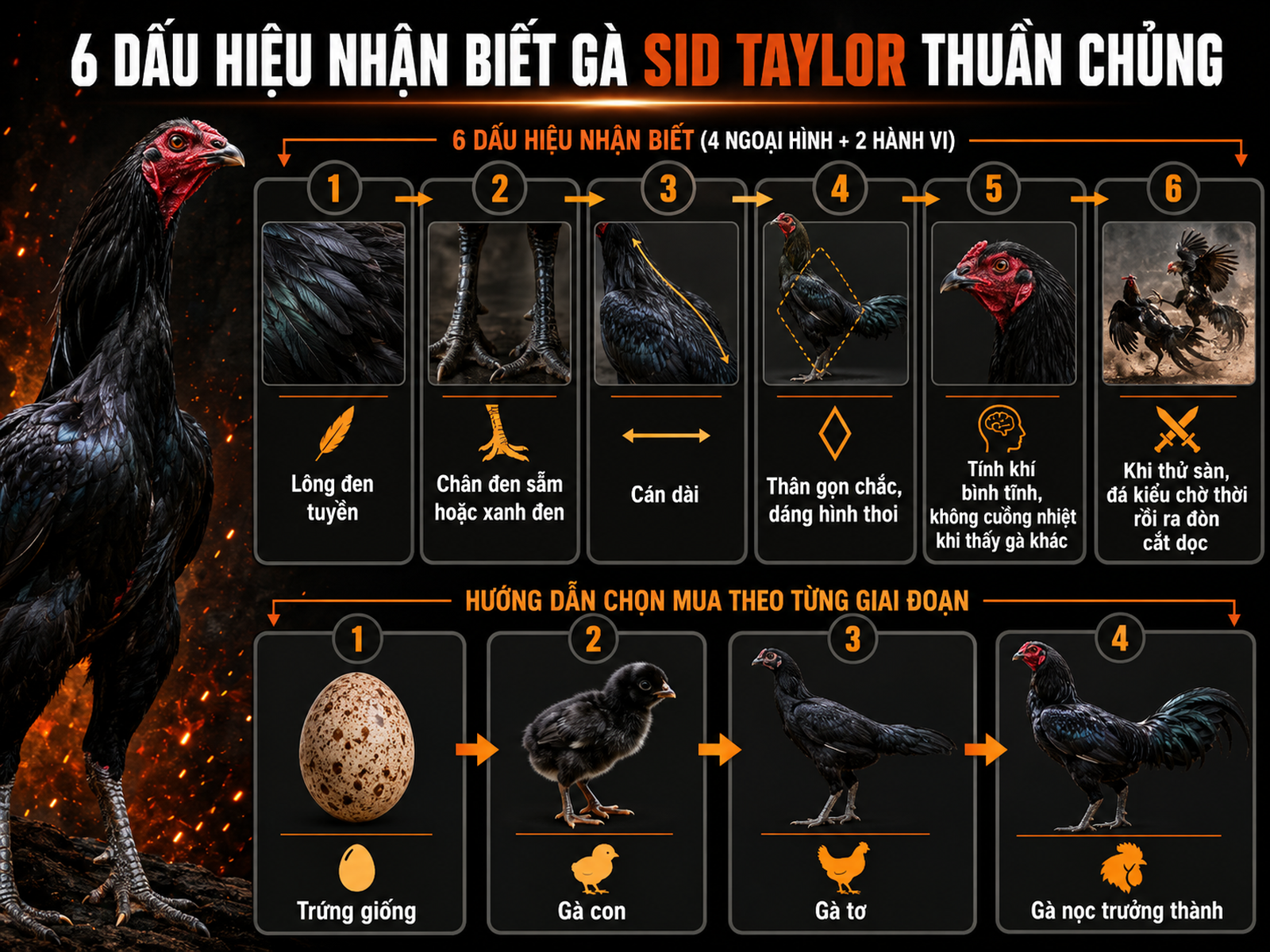 Hình ảnh infographic so sánh các dấu hiệu nhận biết gà Sid Taylor rặc và hướng dẫn mua trứng/gà con/gà tơ/gà nọc