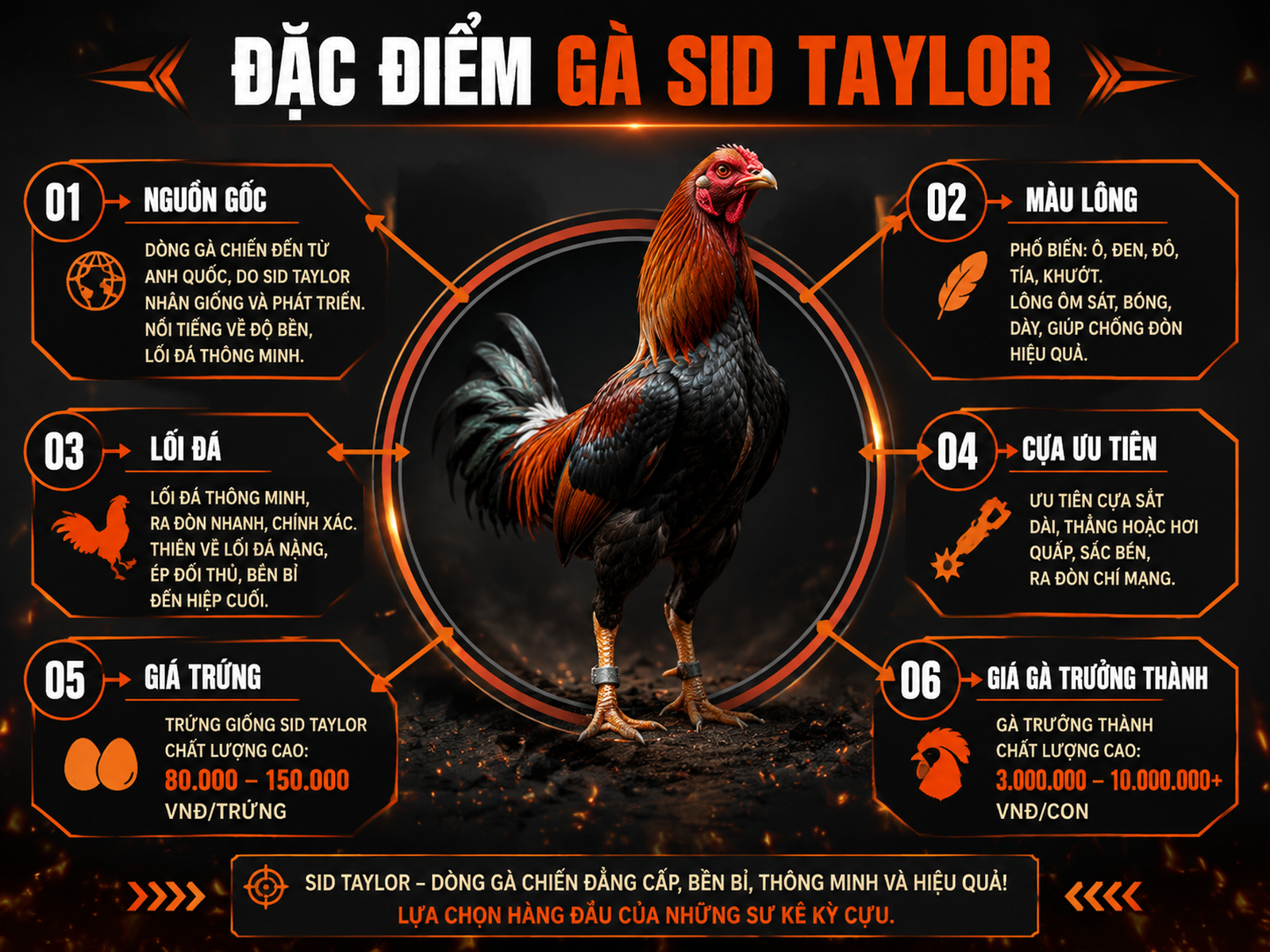 Infographic so sánh đặc điểm gà Sid Taylor: nguồn gốc, lối đá, màu lông, giá cả, phù hợp cựa dao