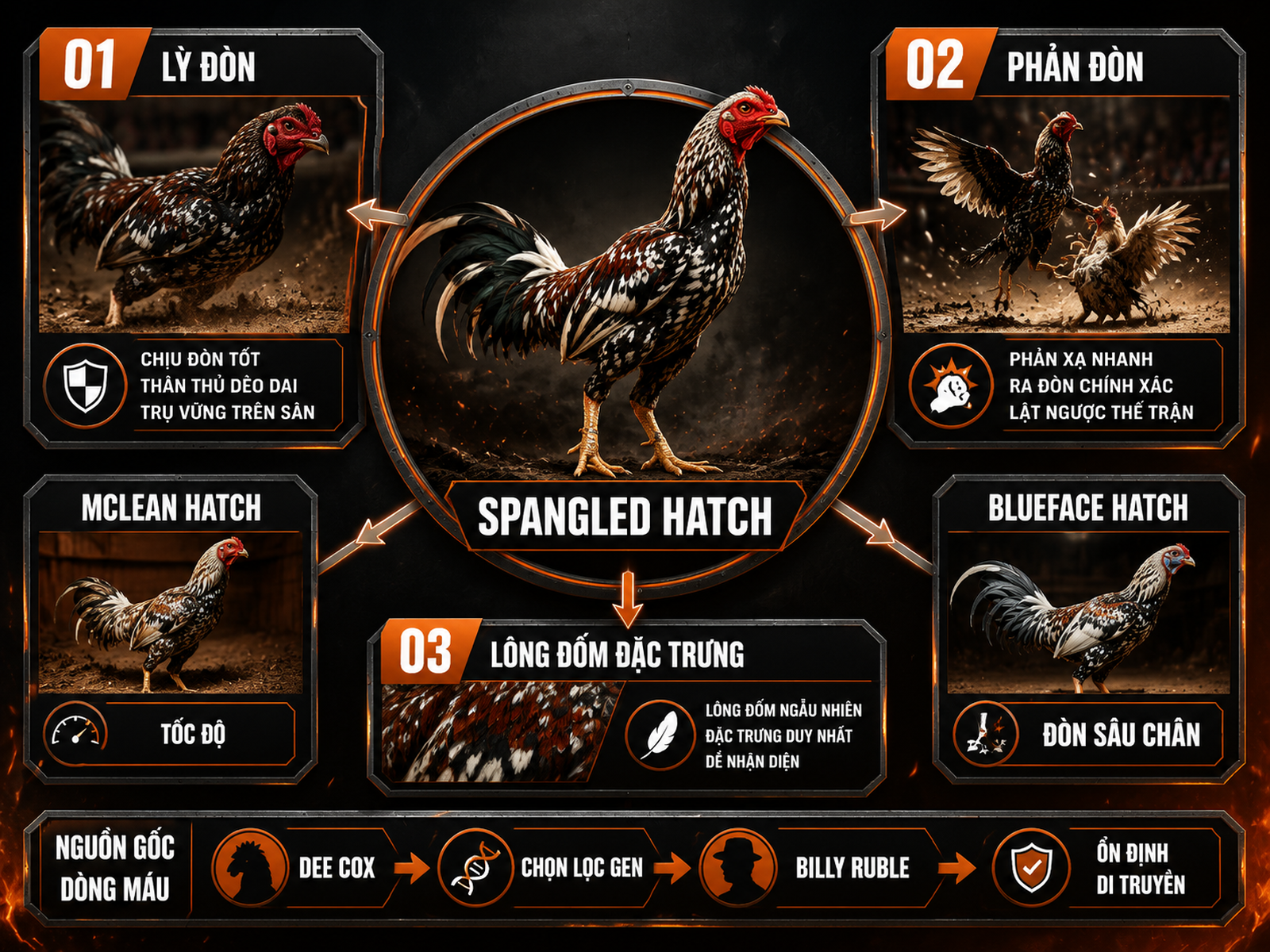 Infographic so sánh Spangled Hatch với McLean Hatch và Blueface Hatch trong gia phả Hatch, nhấn mạnh gen lỳ đòn và lông đốm đặc trưng.