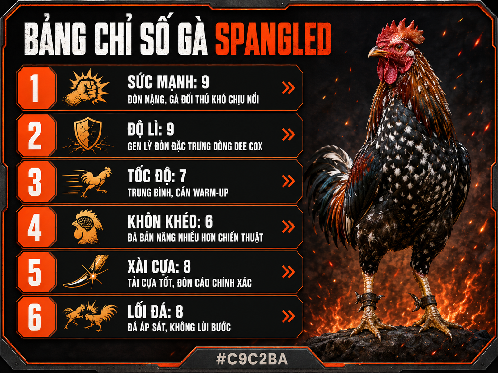 Infographic bảng thông số chiến đấu gà Spangled với điểm số, nhận xét và icon minh họa