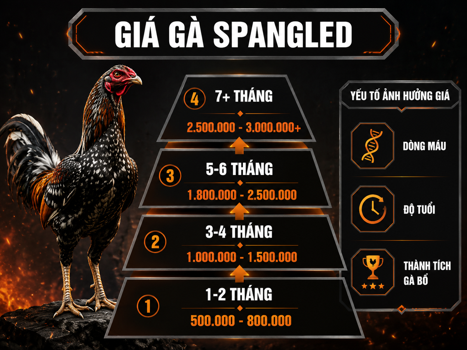 Infographic giá gà Spangled theo độ tuổi và các yếu tố ảnh hưởng giá bán
