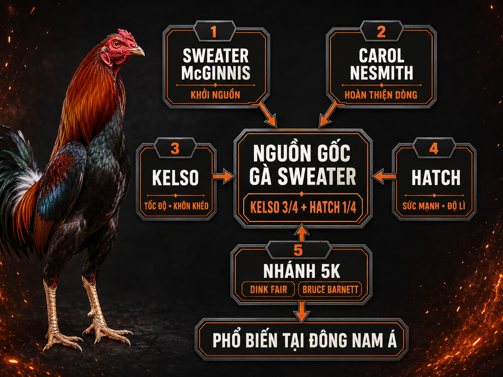 Infographic nguồn gốc dòng gà Sweater từ Kelso và Hatch cùng các nhân vật phát triển chính
