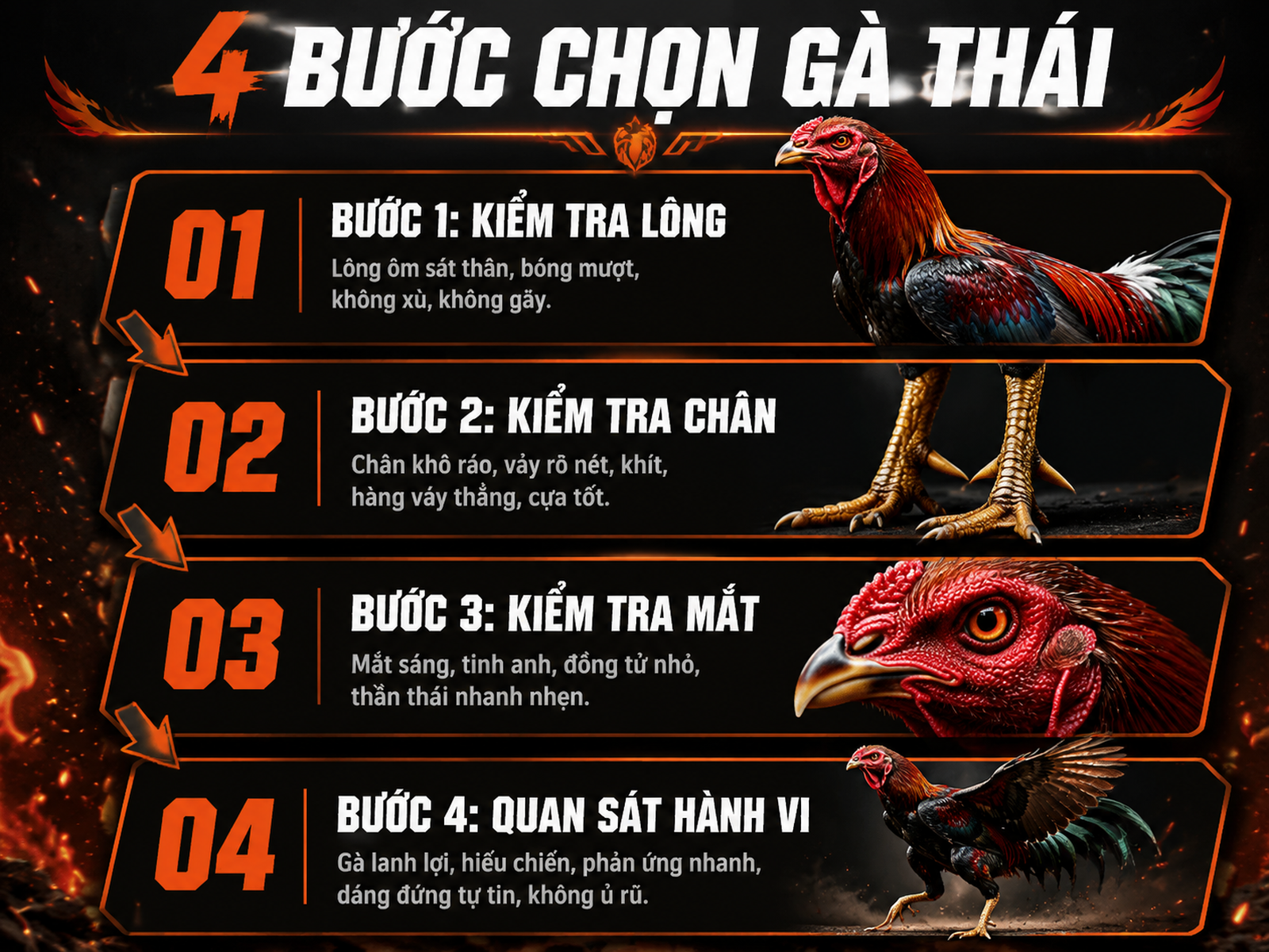 Infographic hướng dẫn 4 bước kiểm tra gà Thái thuần chủng để tránh mua nhầm gà lai, phong cách mạnh mẽ combat, nền tối