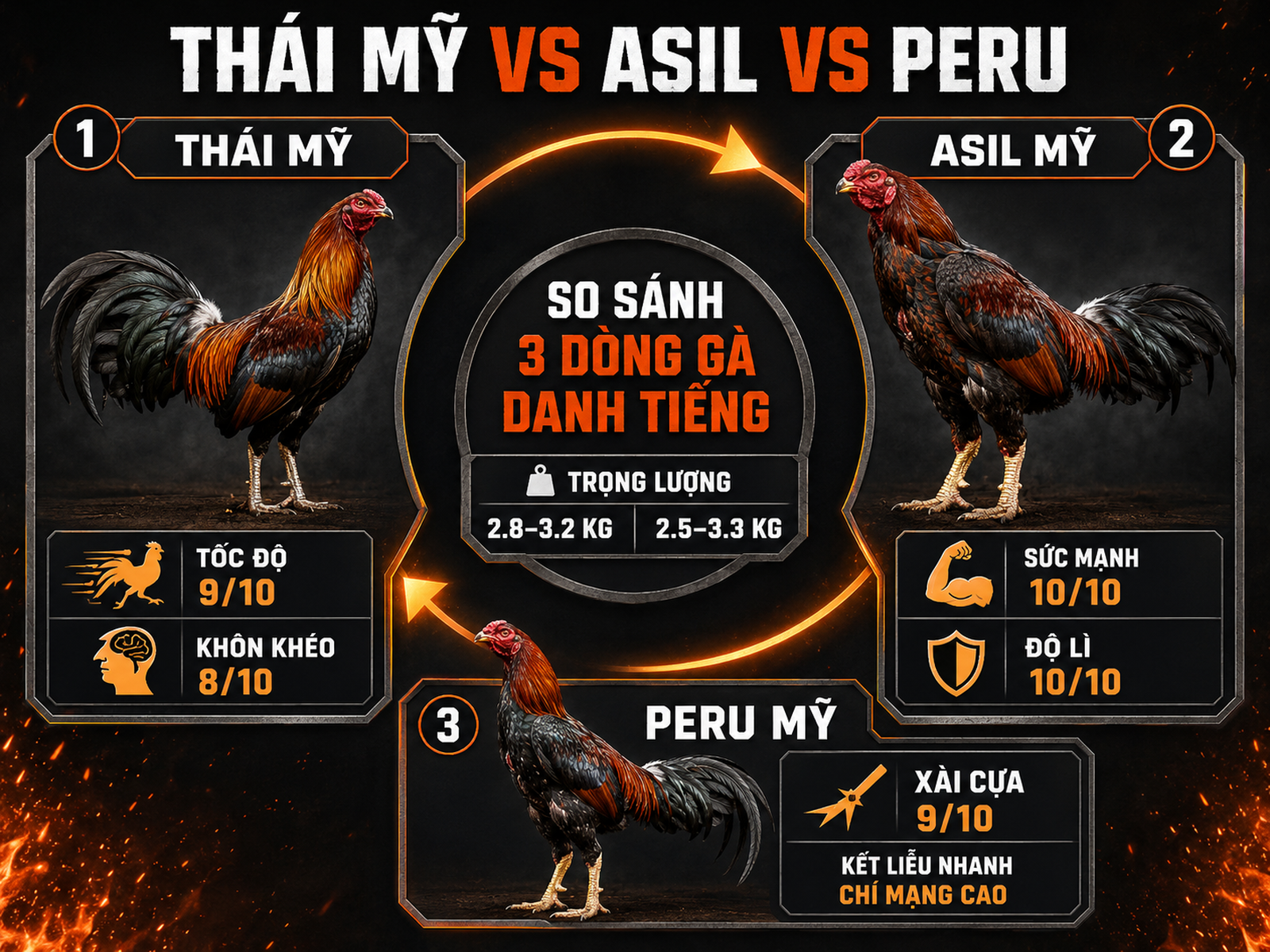 So sánh gà Thái Mỹ với Asil Mỹ và Peru Mỹ về tốc độ, sức mạnh, độ lì và khả năng xài cựa