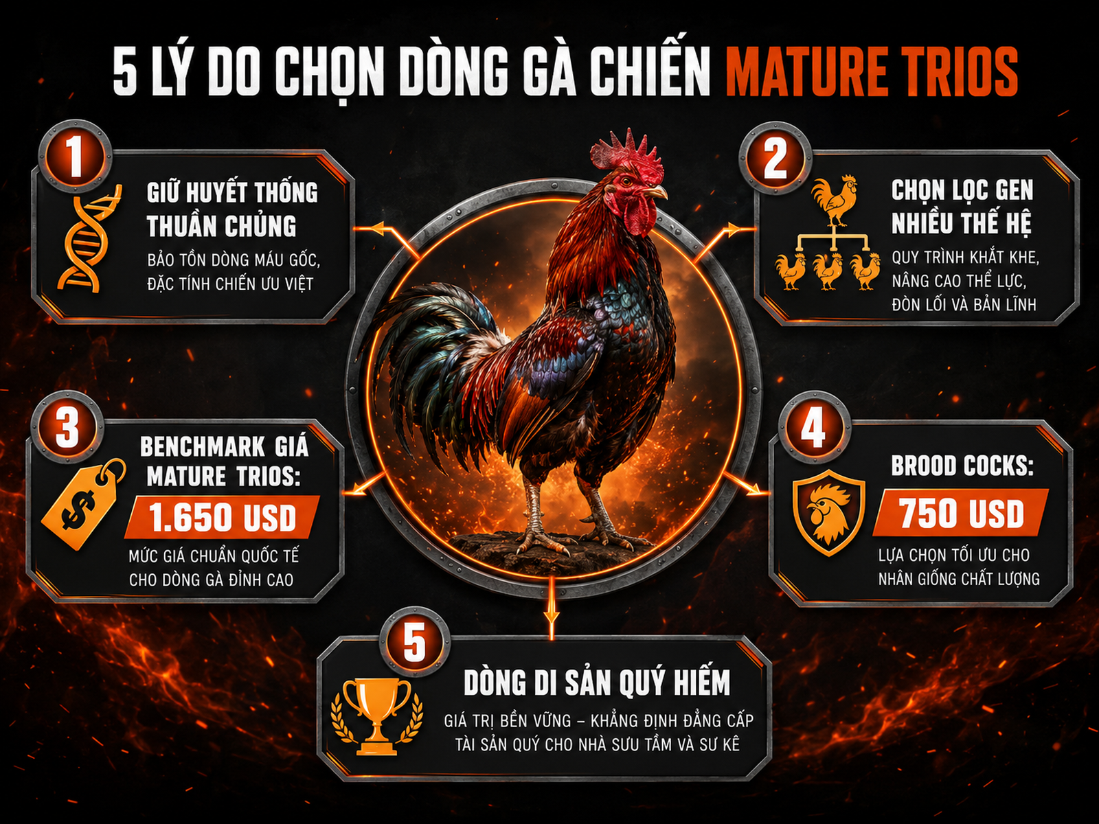 Infographic về dòng gà Ginn Grey Toppy, quy trình bảo tồn gen và giá trị trên thị trường, Pinnon Hatch Farms, Việt Nam