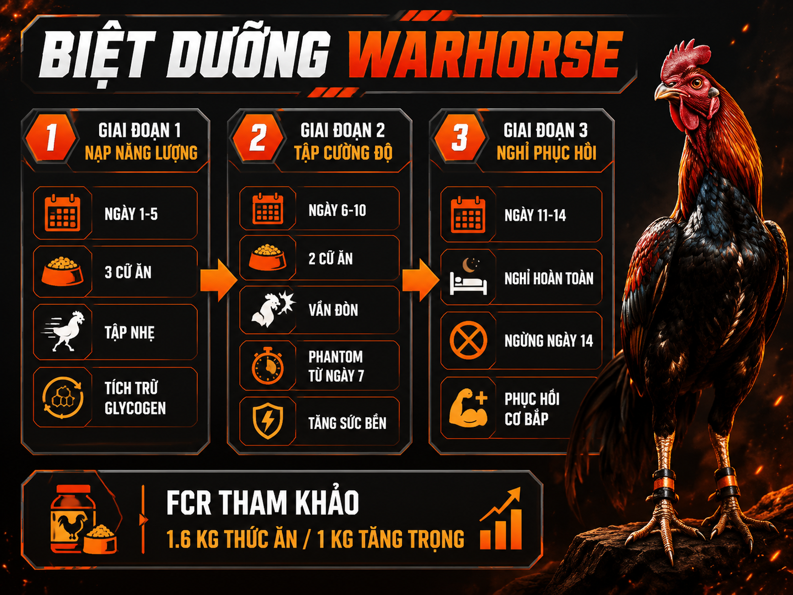 Infographic 3 giai đoạn biệt dưỡng gà Warhorse 14 ngày trước thi đấu gồm dinh dưỡng, tập luyện và phục hồi.