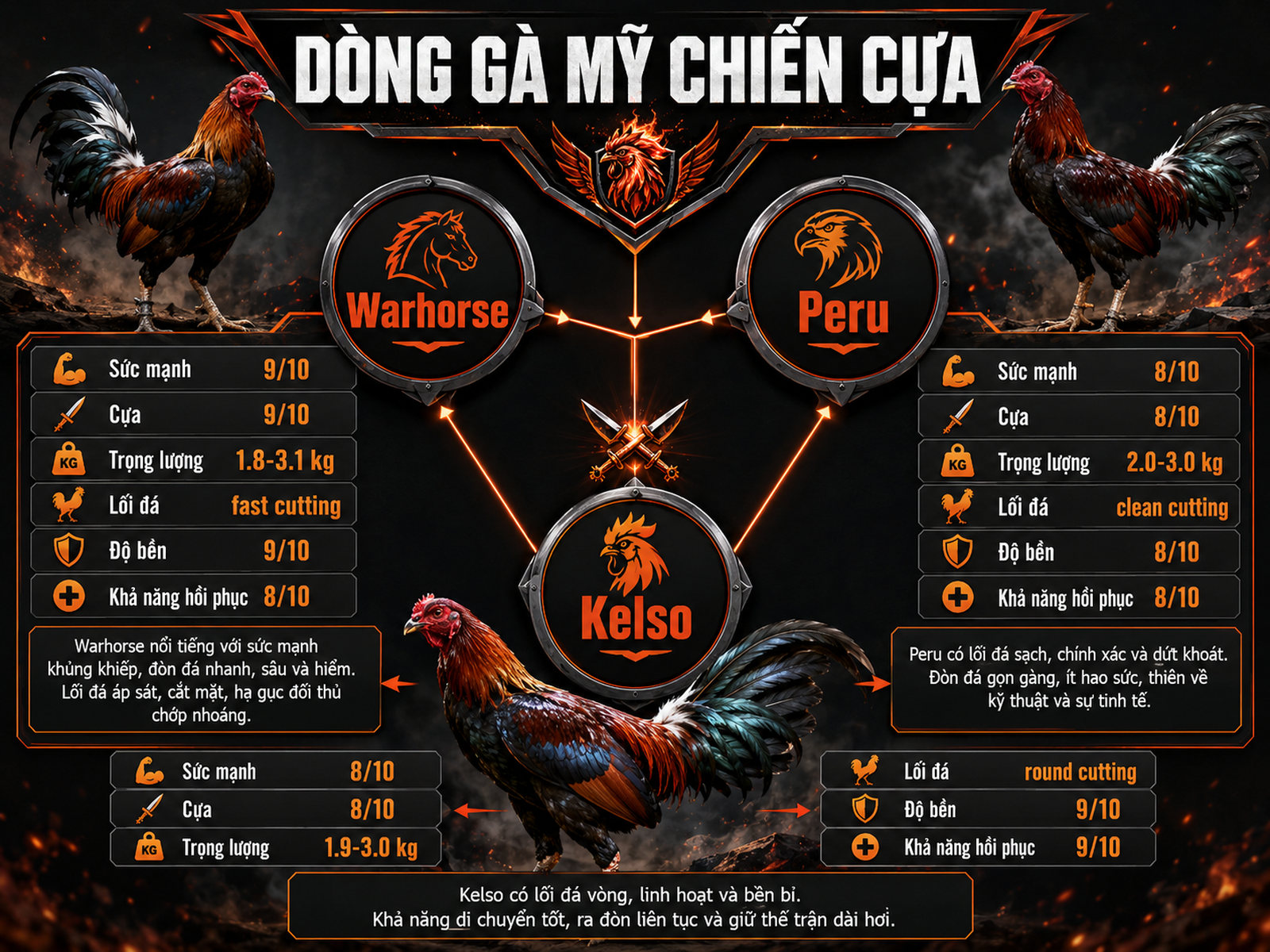 <vi SEO>Infographic so sánh đặc điểm chiến đấu và nhận dạng các dòng gà Mỹ Warhorse, Peru, Kelso, trọng lượng, cựa, lối đá