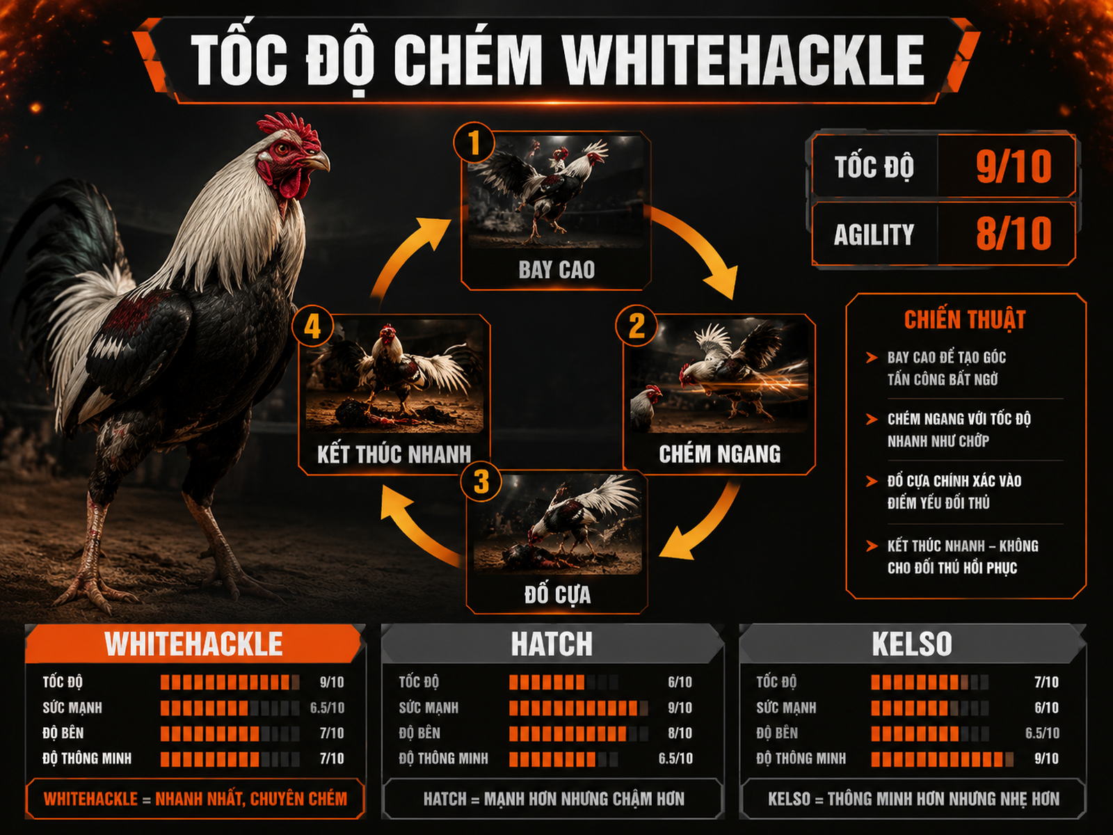 Infographic phong cách chiến đấu gà Whitehackle với tốc độ chém cao trên sàn cựa dao