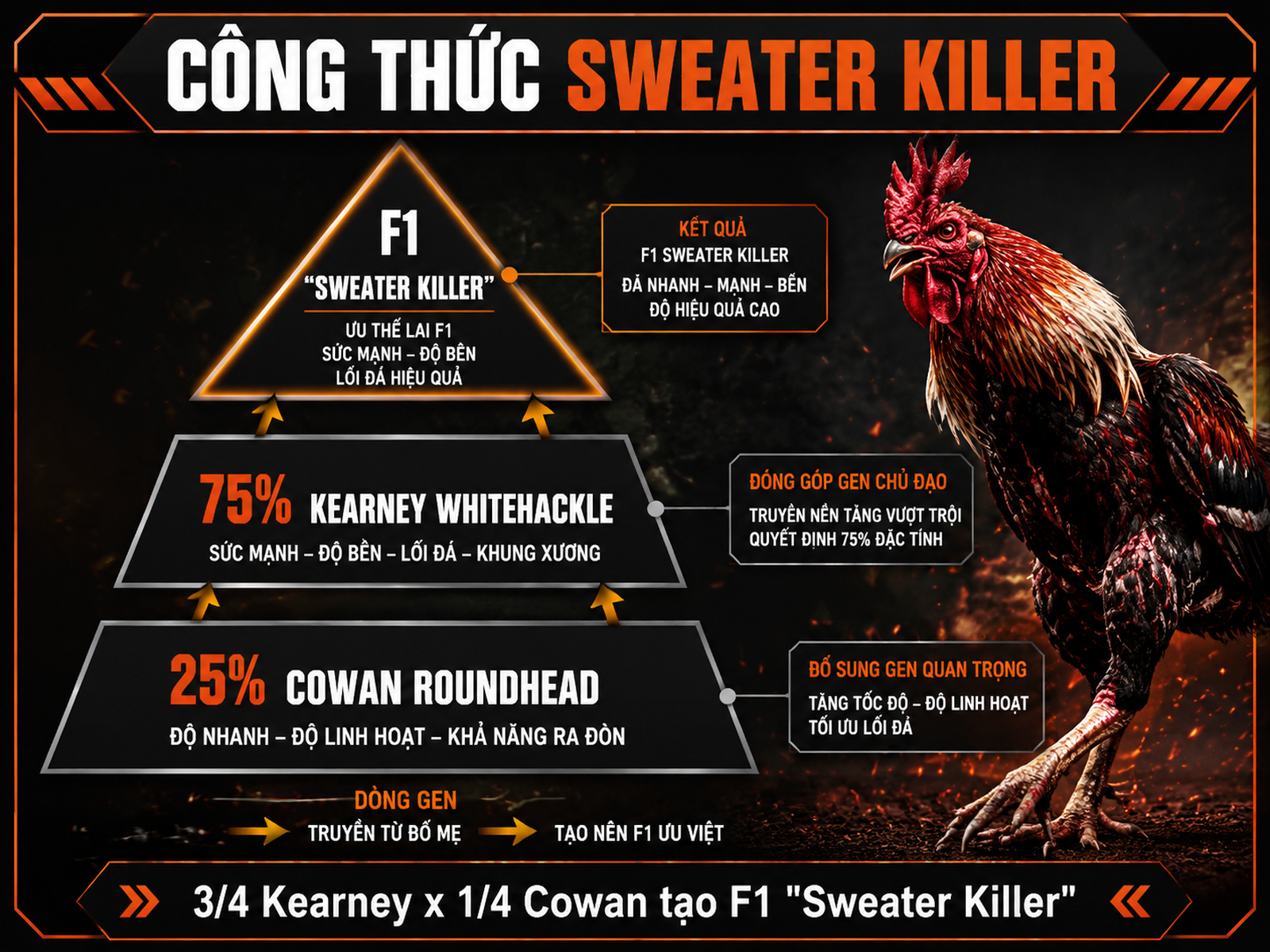 Diagram công thức lai gà Whitehackle 'Sweater Killer' với tỉ lệ Kearney và Cowan Roundhead