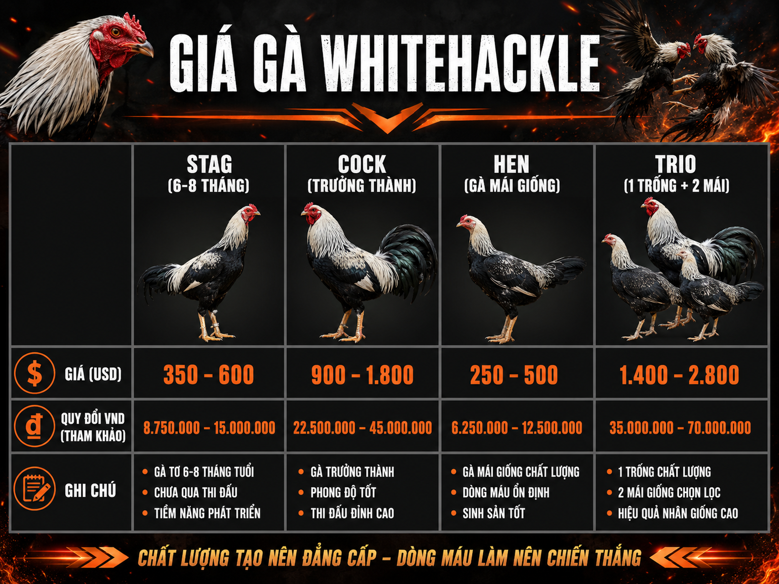 Bảng so sánh giá gà Whitehackle Mỹ tại Việt Nam theo phân loại Stag, Cock, Hen, Trio