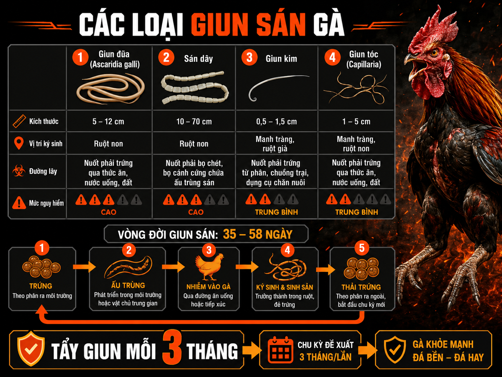 Infographic các loại giun sán phổ biến ở gà, vòng đời từ trứng tới trưởng thành, cách lây truyền và mức nguy hiểm